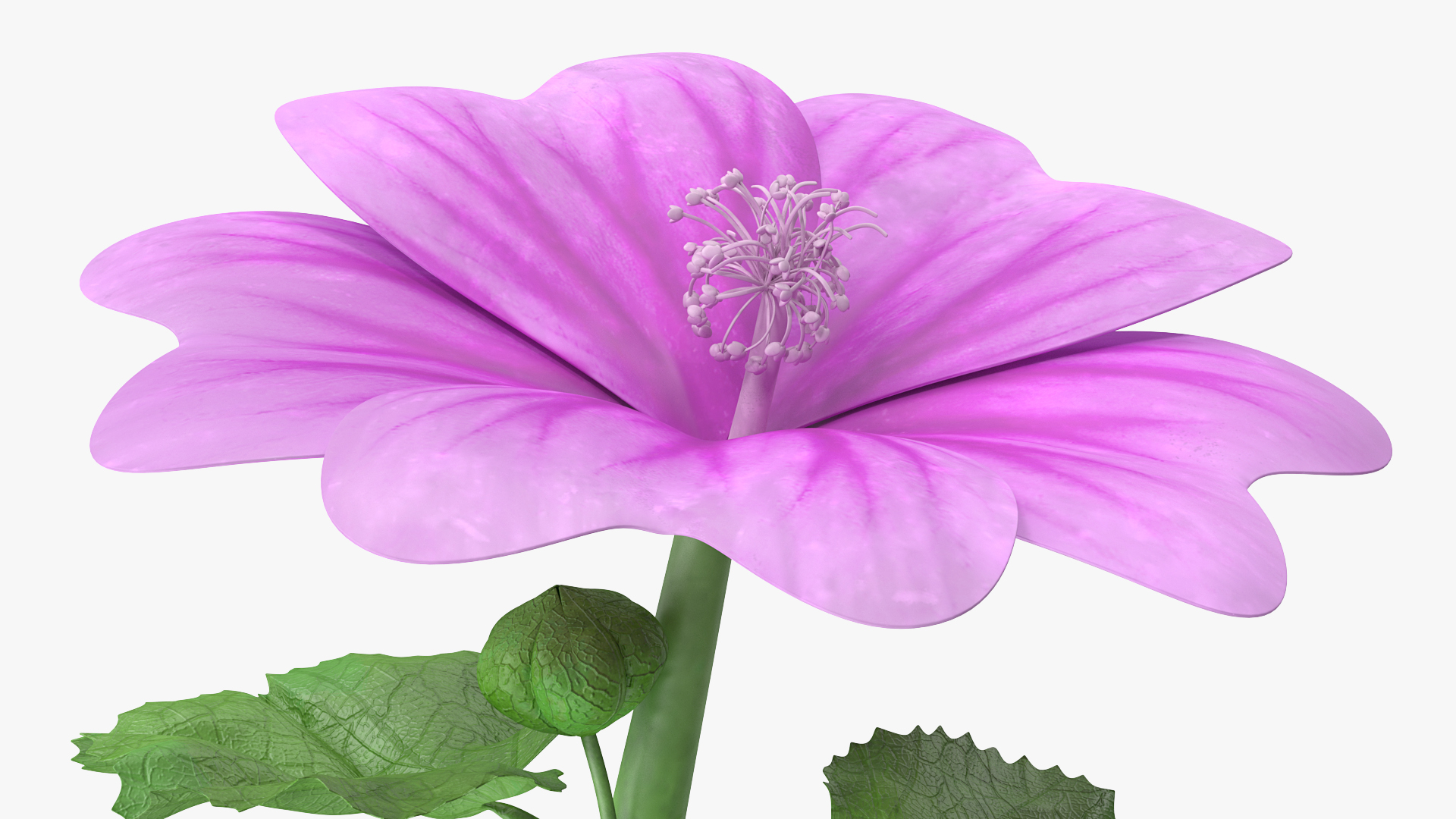 Mallow Plant 3D