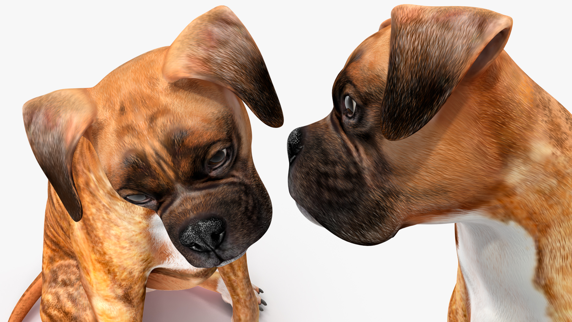 Boxer Dog Tiger Colored Rigged for Maya 3D model