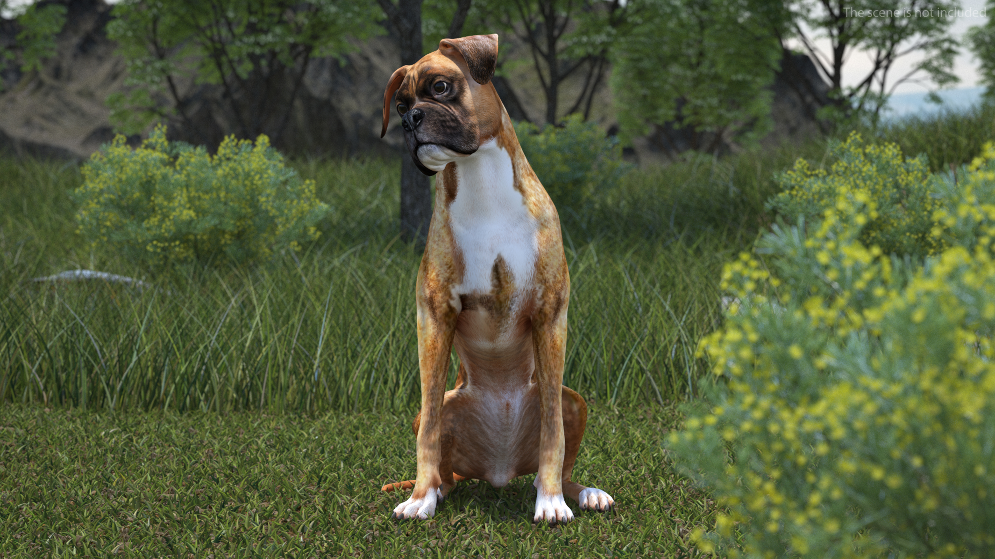 Boxer Dog Tiger Colored Rigged for Maya 3D model