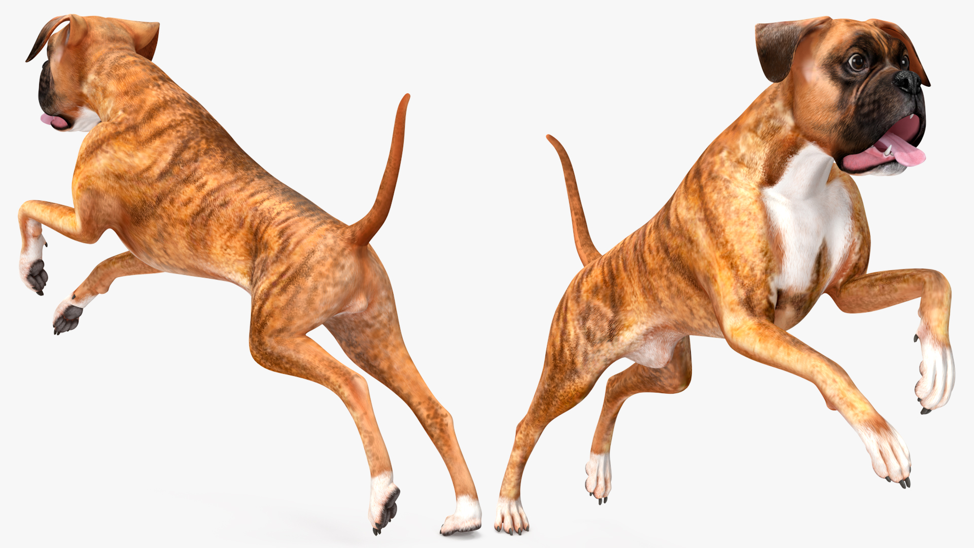 Boxer Dog Tiger Colored Rigged for Maya 3D model