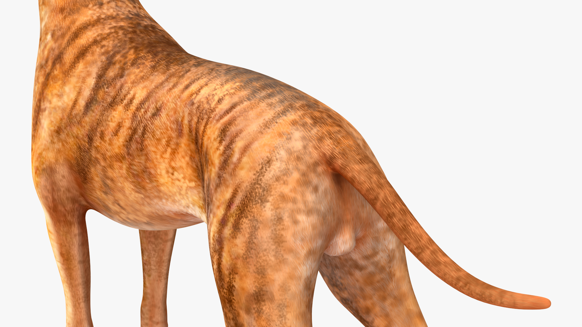 Boxer Dog Tiger Colored Rigged for Maya 3D model
