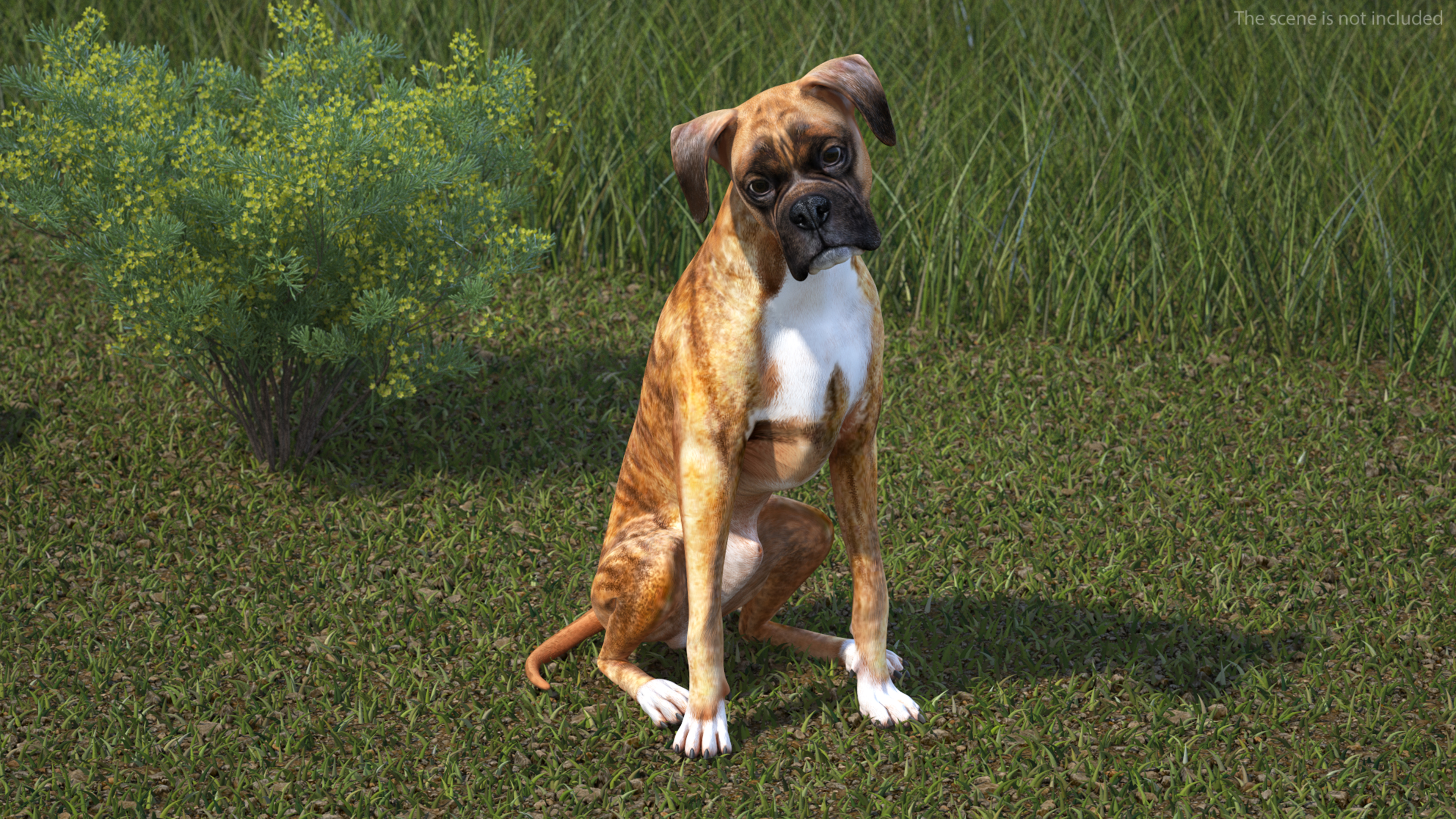 Boxer Dog Tiger Colored Rigged for Maya 3D model