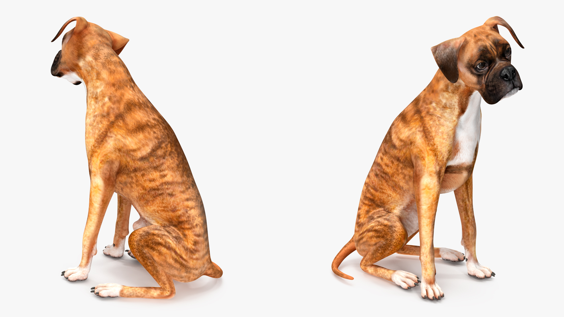 Boxer Dog Tiger Colored Rigged for Maya 3D model