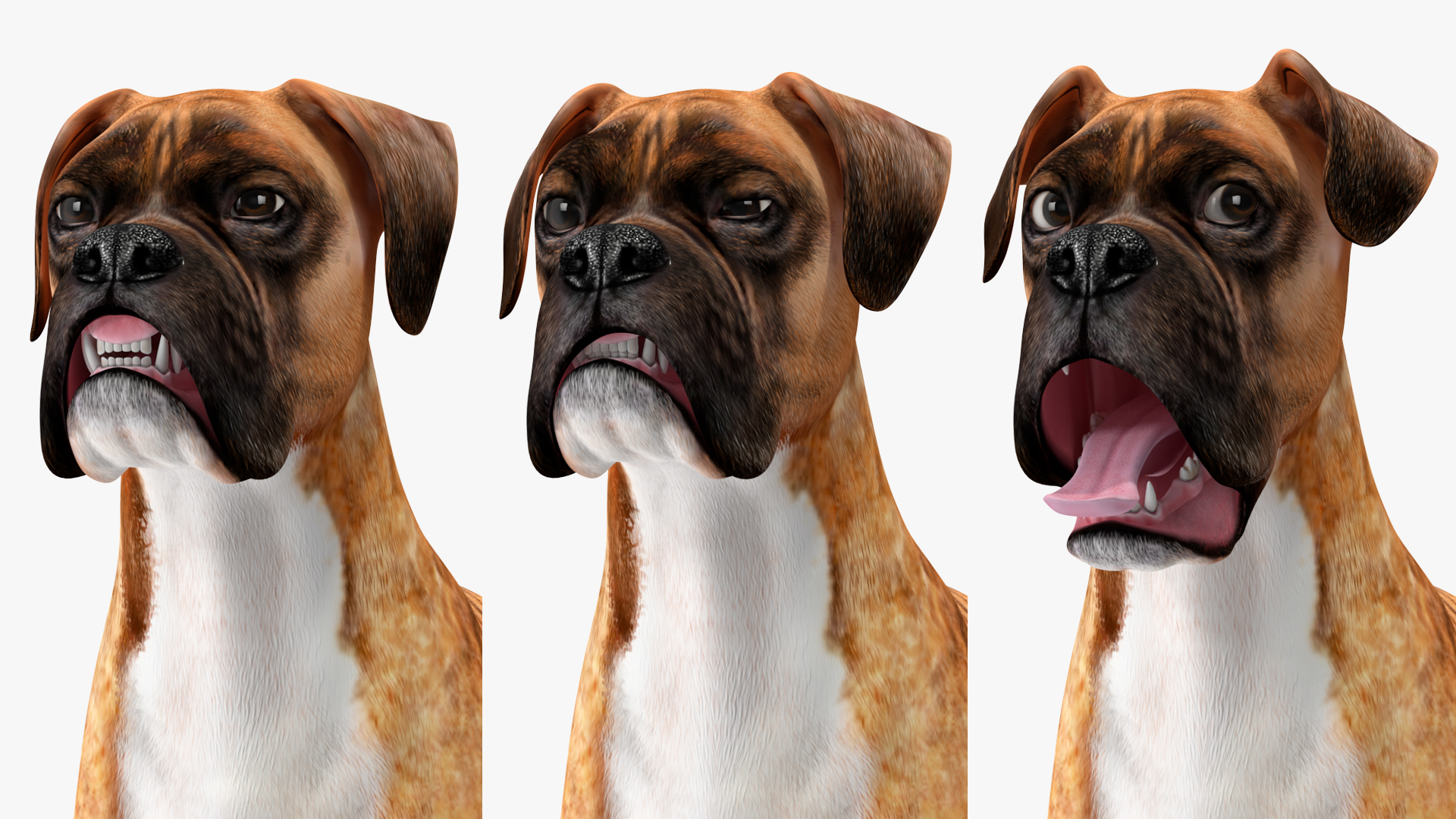 Boxer Dog Tiger Colored Rigged for Maya 3D model
