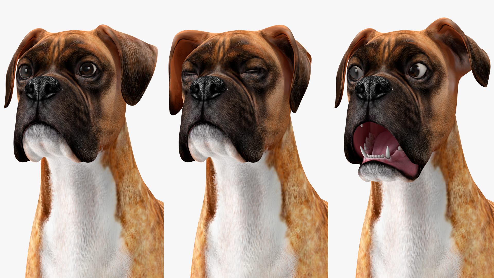 Boxer Dog Tiger Colored Rigged for Maya 3D model