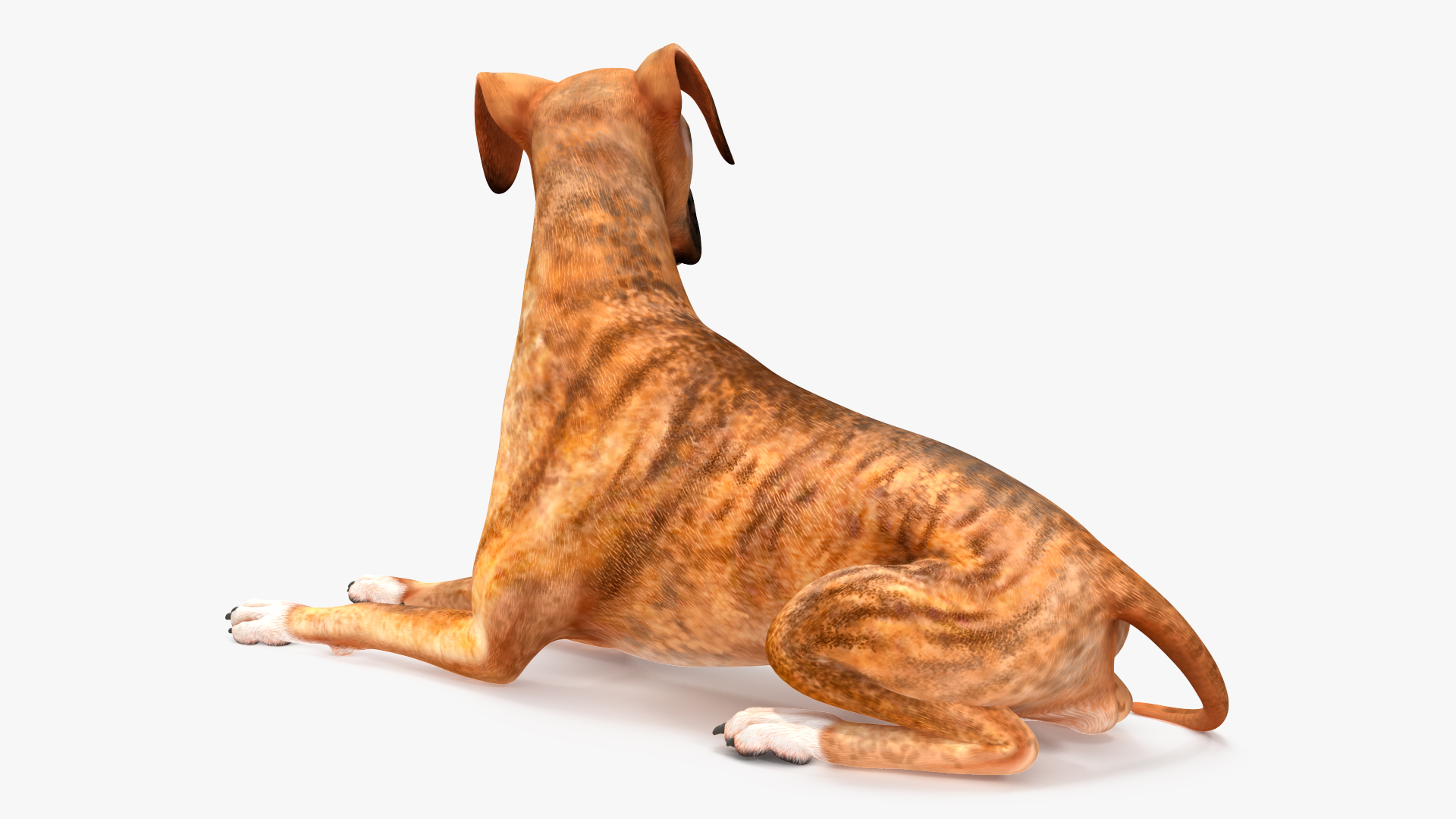 Boxer Dog Tiger Colored Rigged for Maya 3D model