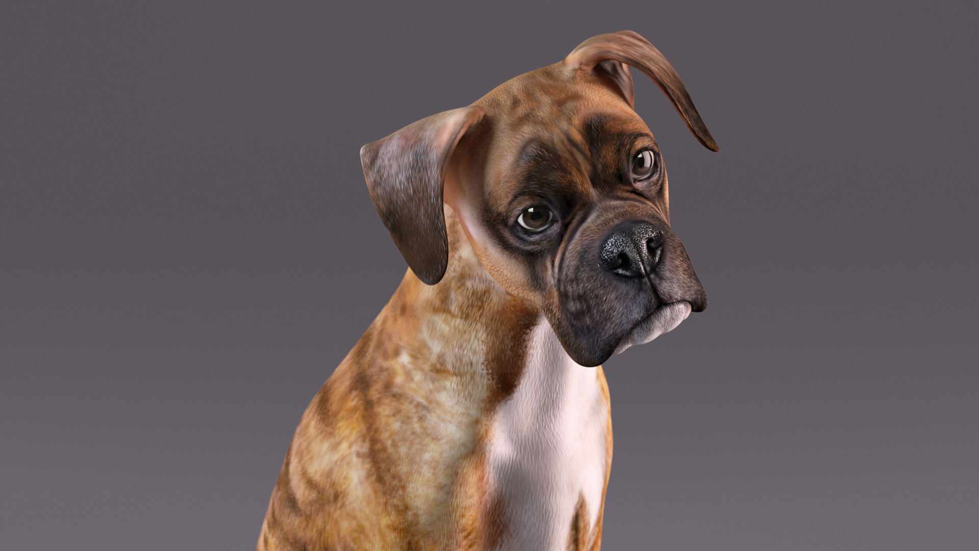 Boxer Dog Tiger Colored Rigged for Maya 3D model