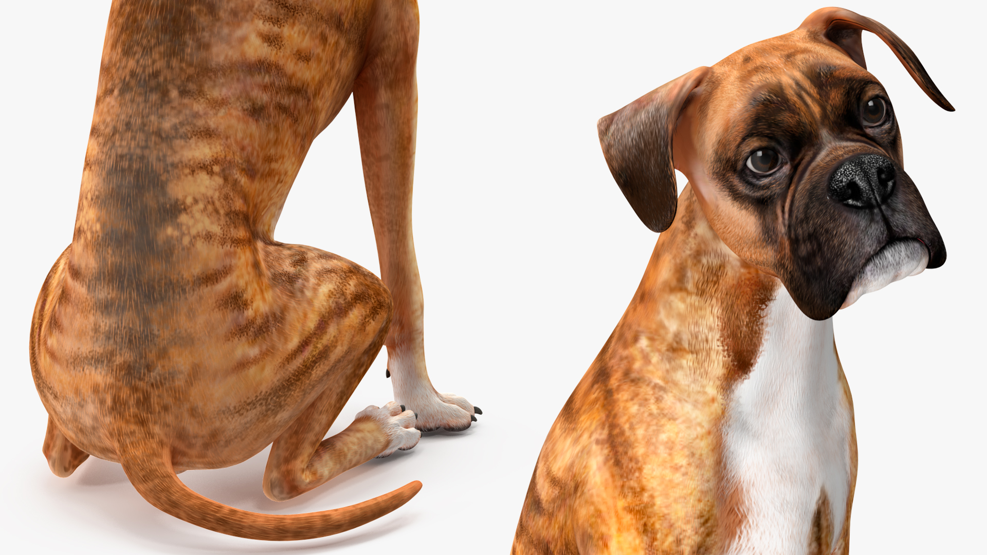 Boxer Dog Tiger Colored Rigged for Maya 3D model