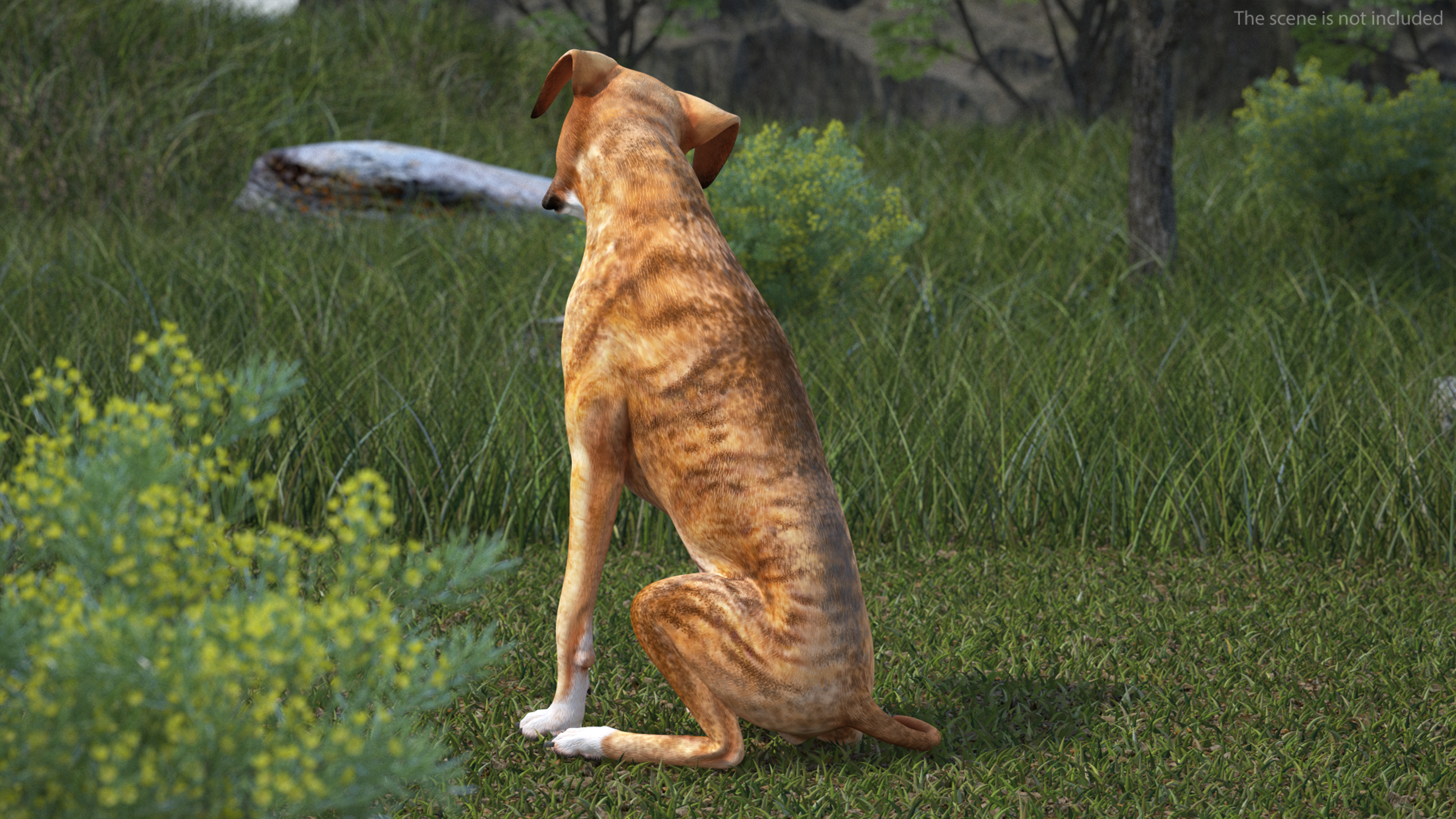 Boxer Dog Tiger Colored Rigged for Maya 3D model