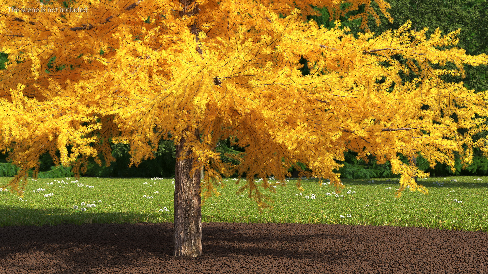 3D Japanese Larch Tree Yellow