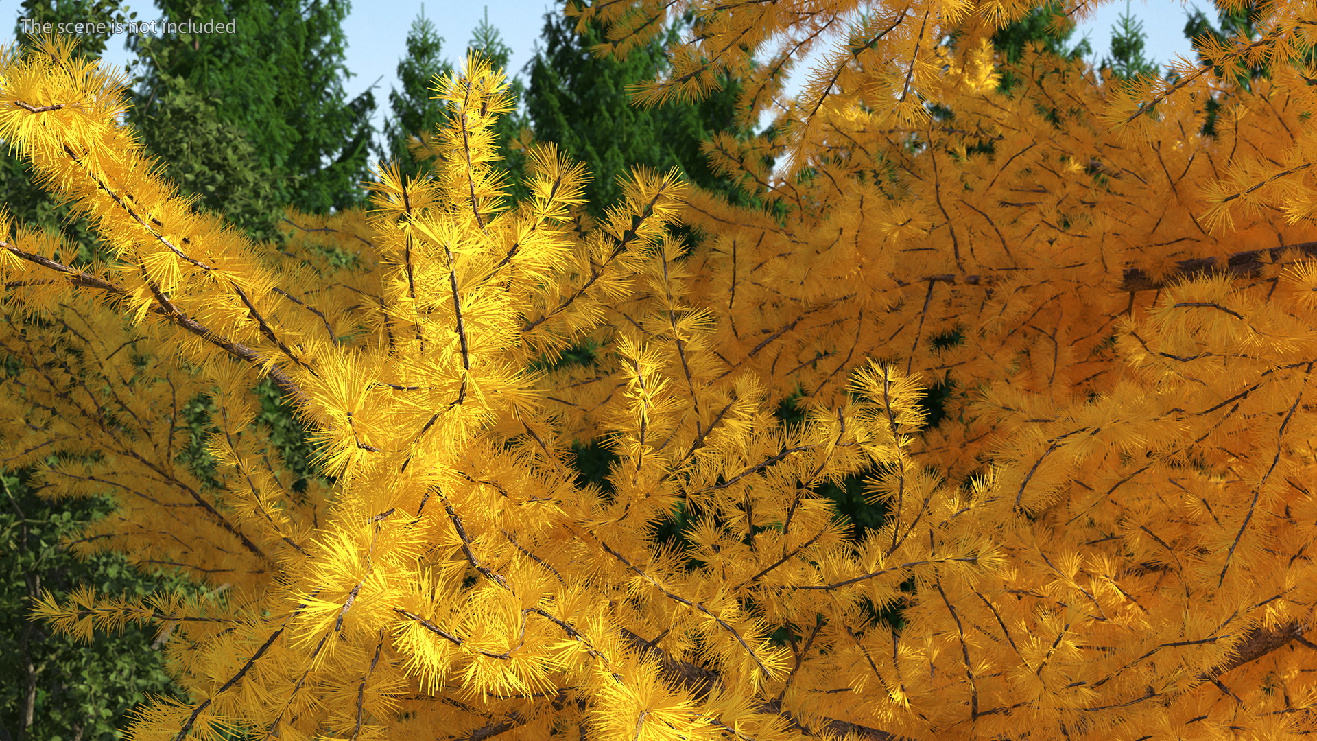 3D Japanese Larch Tree Yellow
