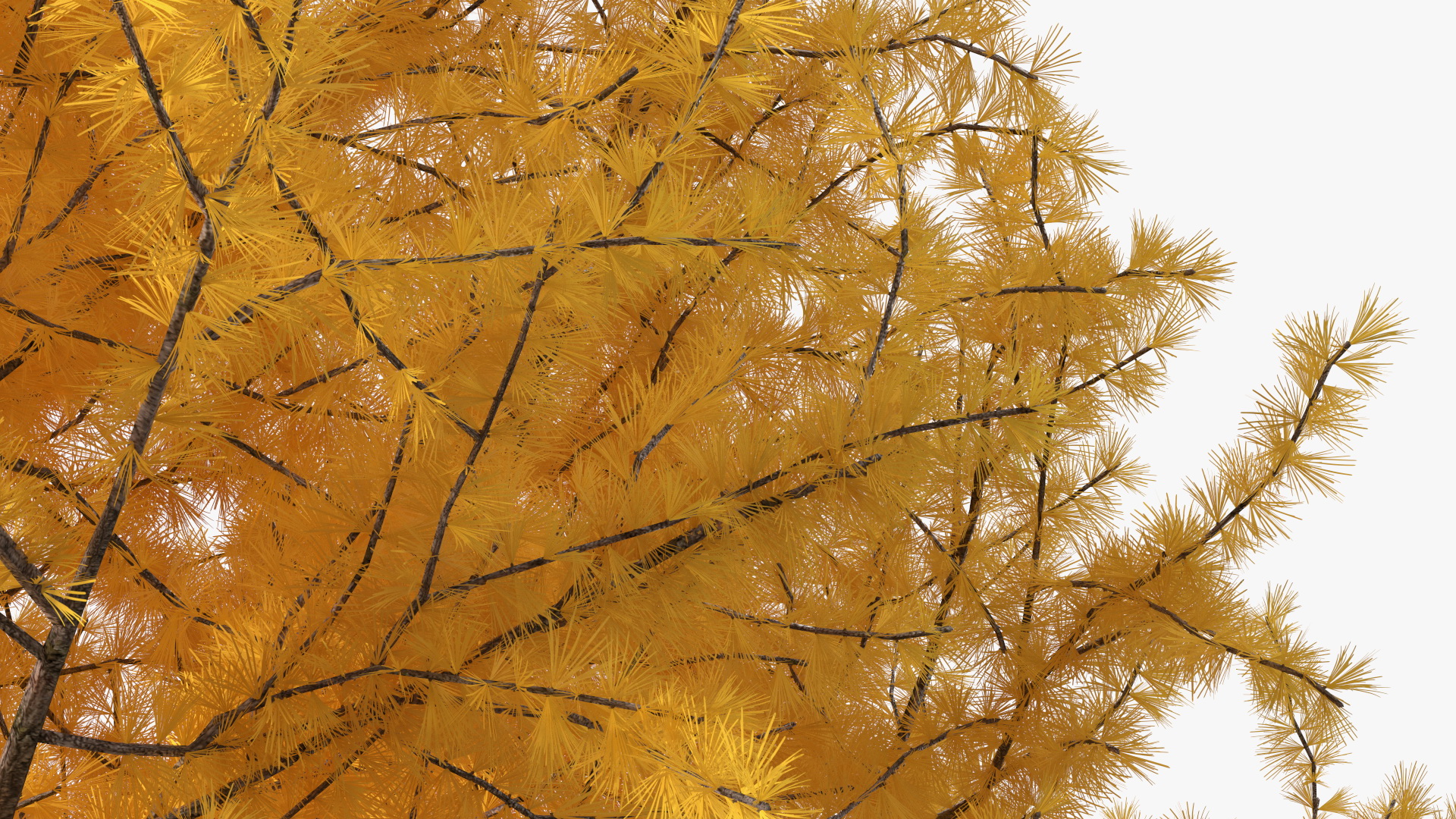 3D Japanese Larch Tree Yellow