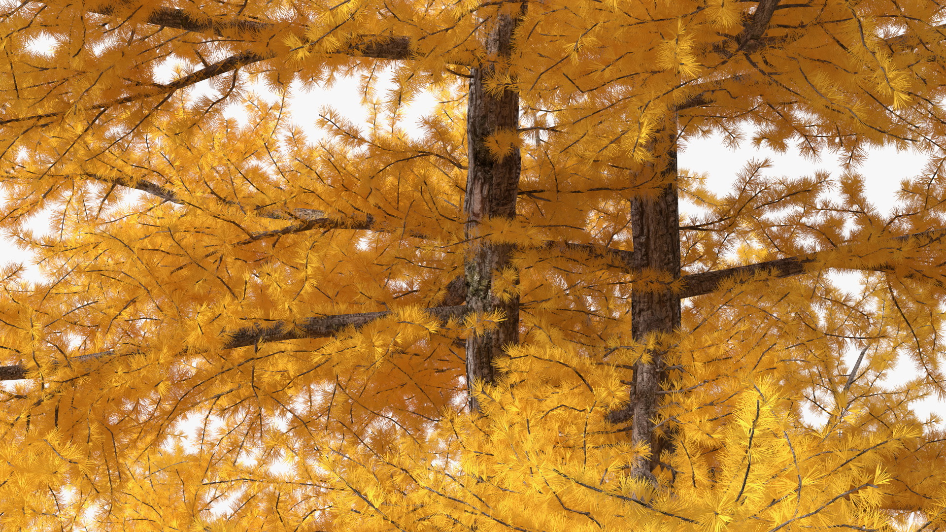 3D Japanese Larch Tree Yellow