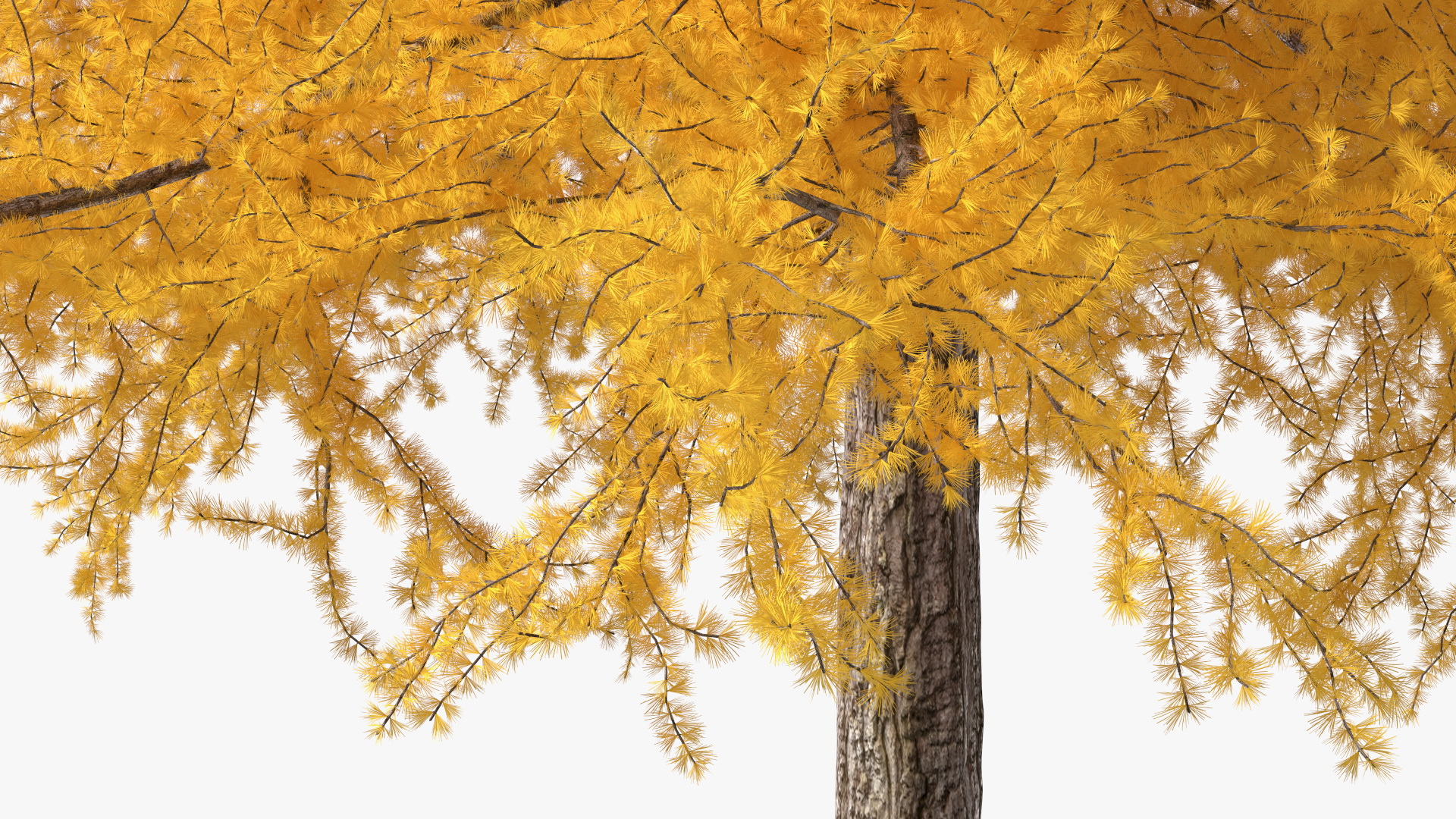 3D Japanese Larch Tree Yellow