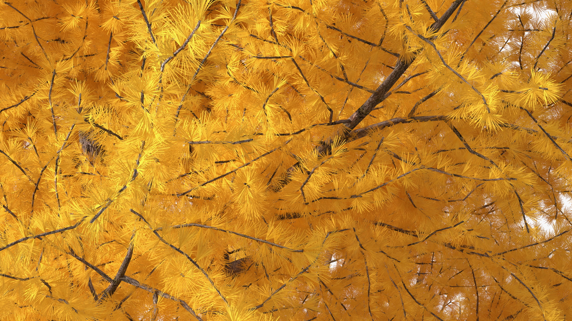 3D Japanese Larch Tree Yellow