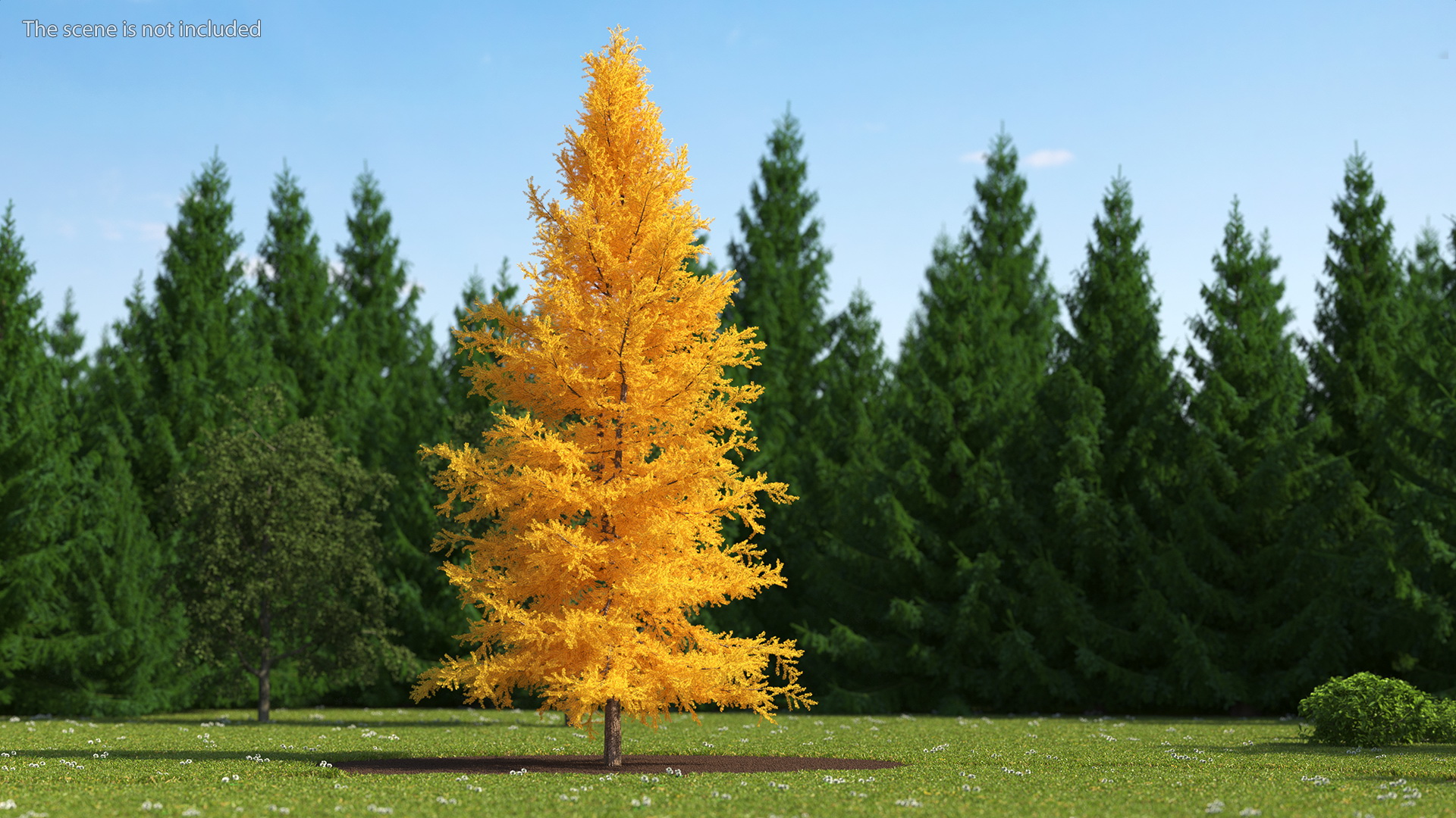 3D Japanese Larch Tree Yellow