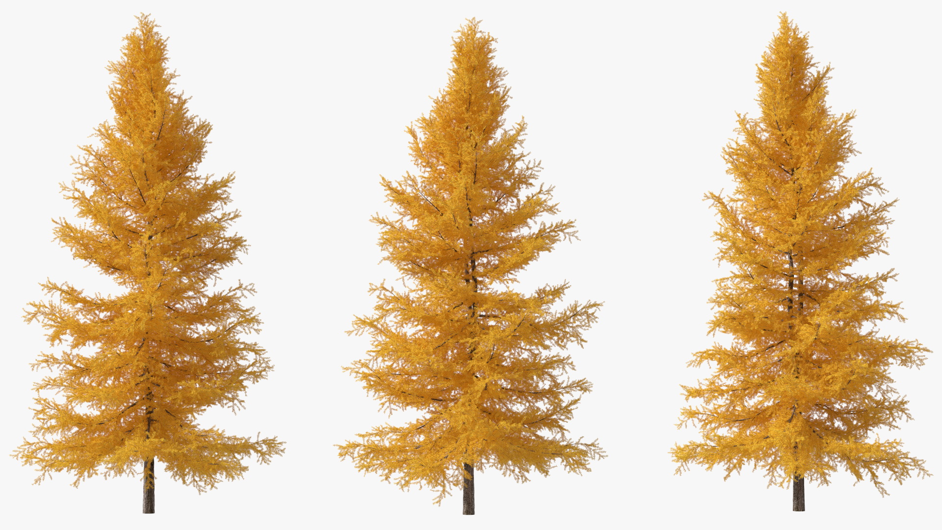 3D Japanese Larch Tree Yellow