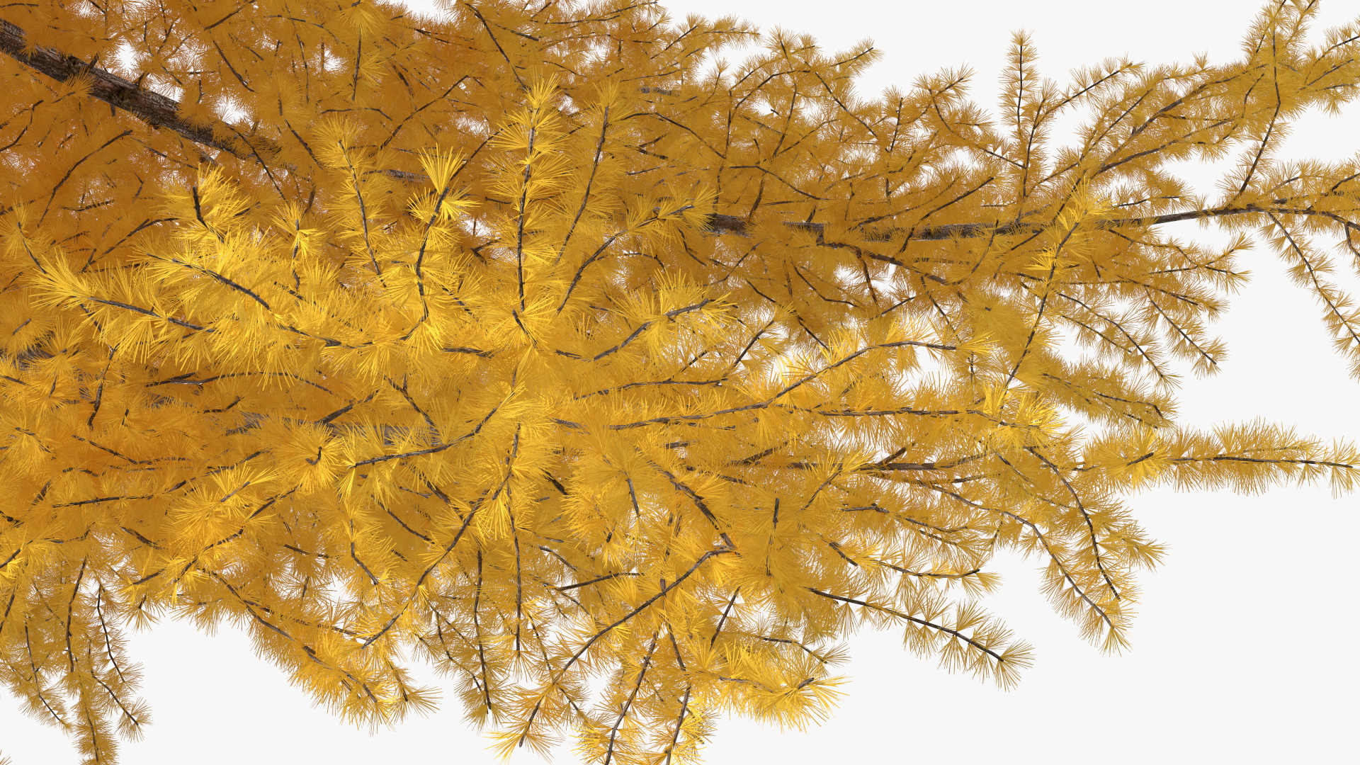 3D Japanese Larch Tree Yellow