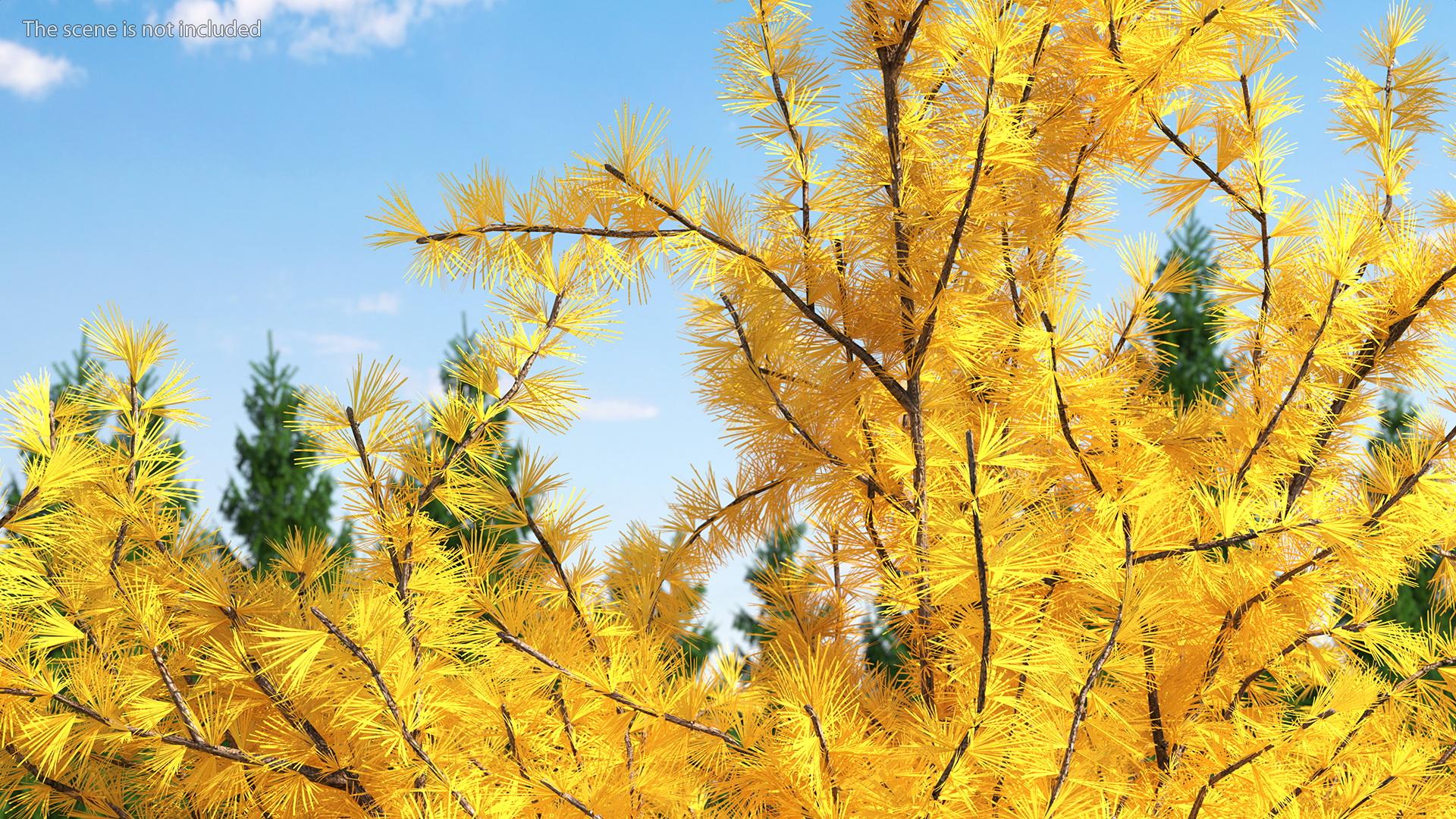 3D Japanese Larch Tree Yellow