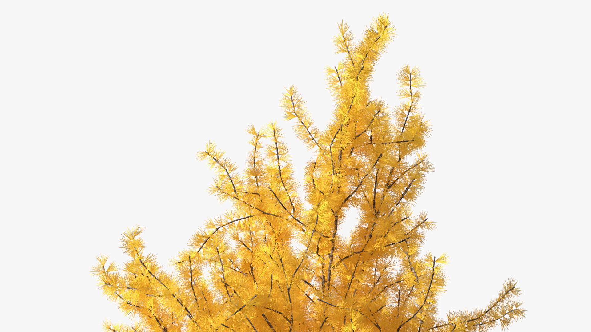 3D Japanese Larch Tree Yellow
