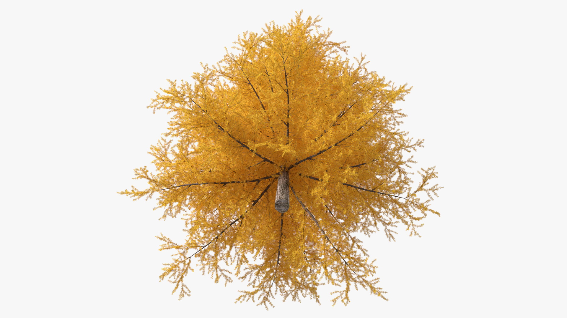 3D Japanese Larch Tree Yellow