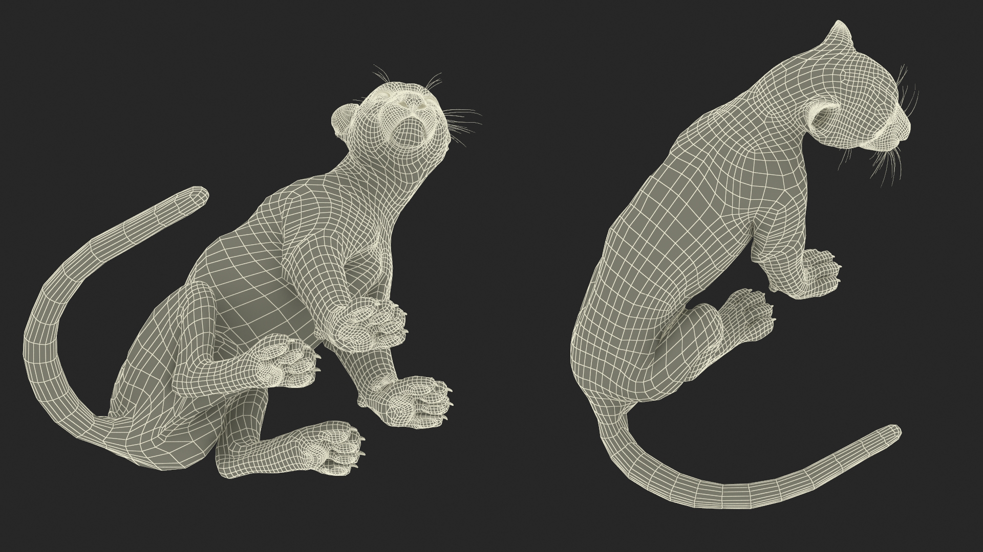 3D Snow Leopard in Sitting Pose model