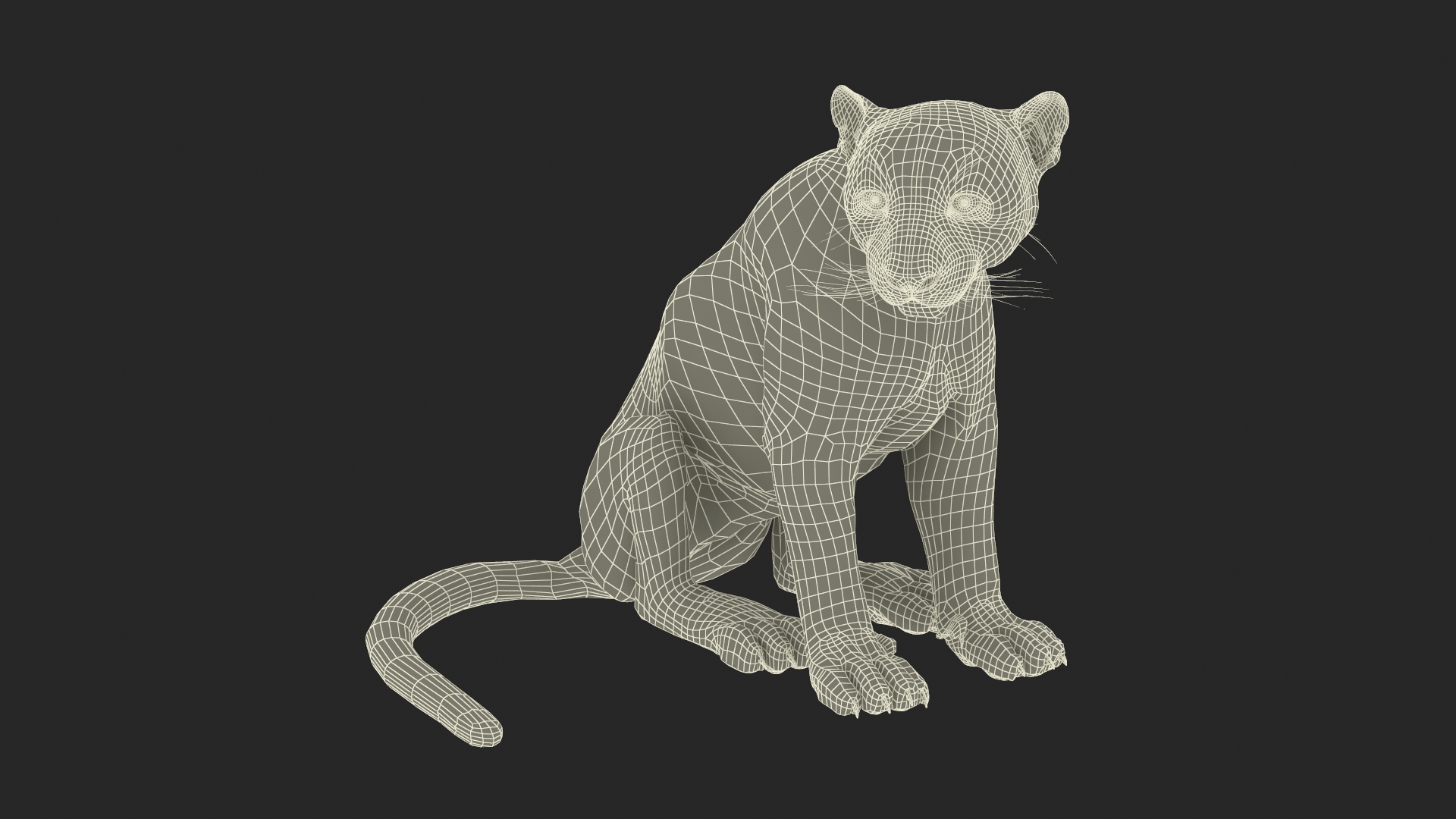3D Snow Leopard in Sitting Pose model