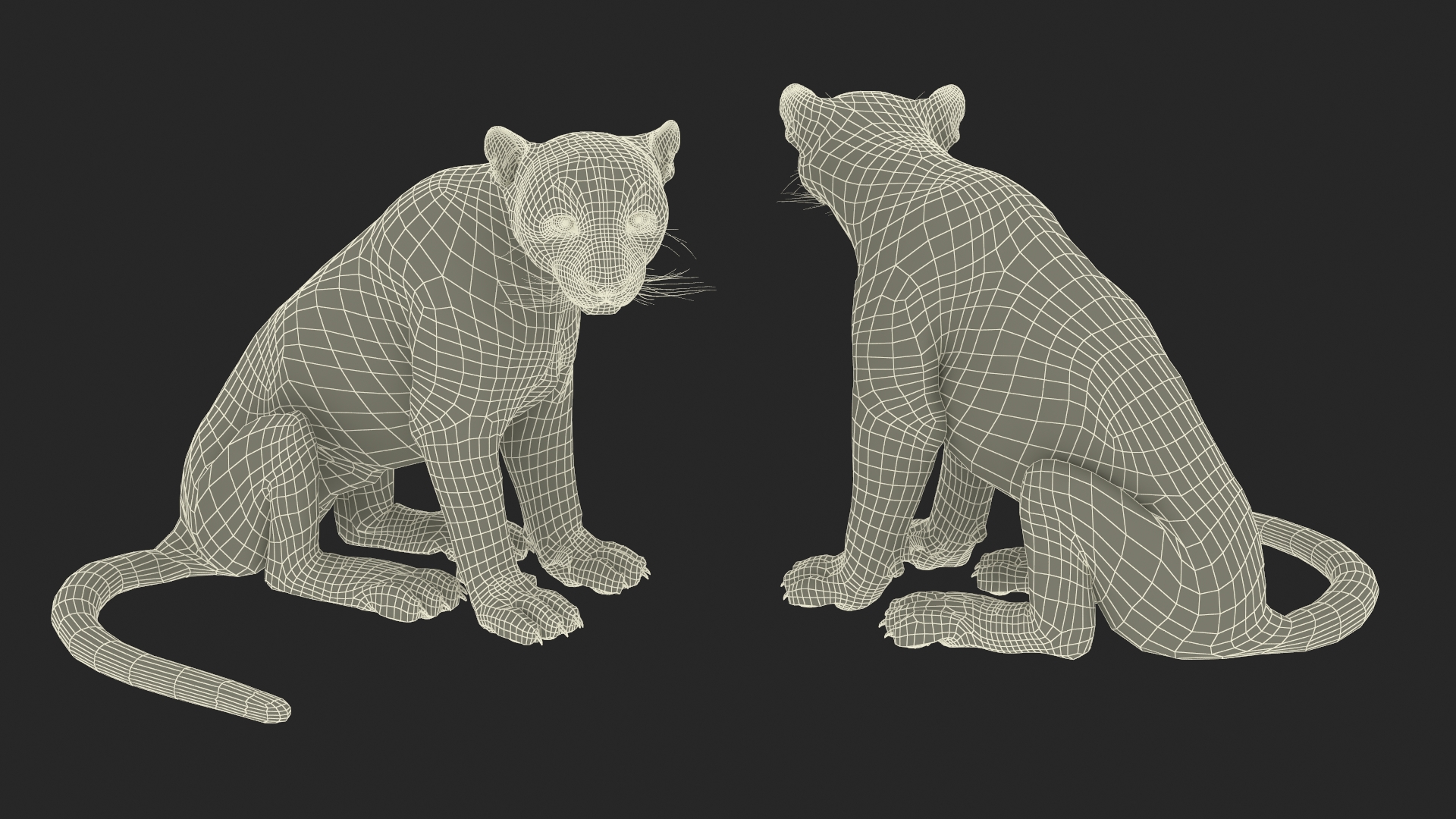 3D Snow Leopard in Sitting Pose model