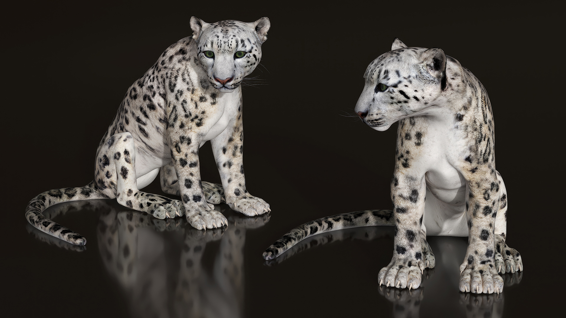 3D Snow Leopard in Sitting Pose model