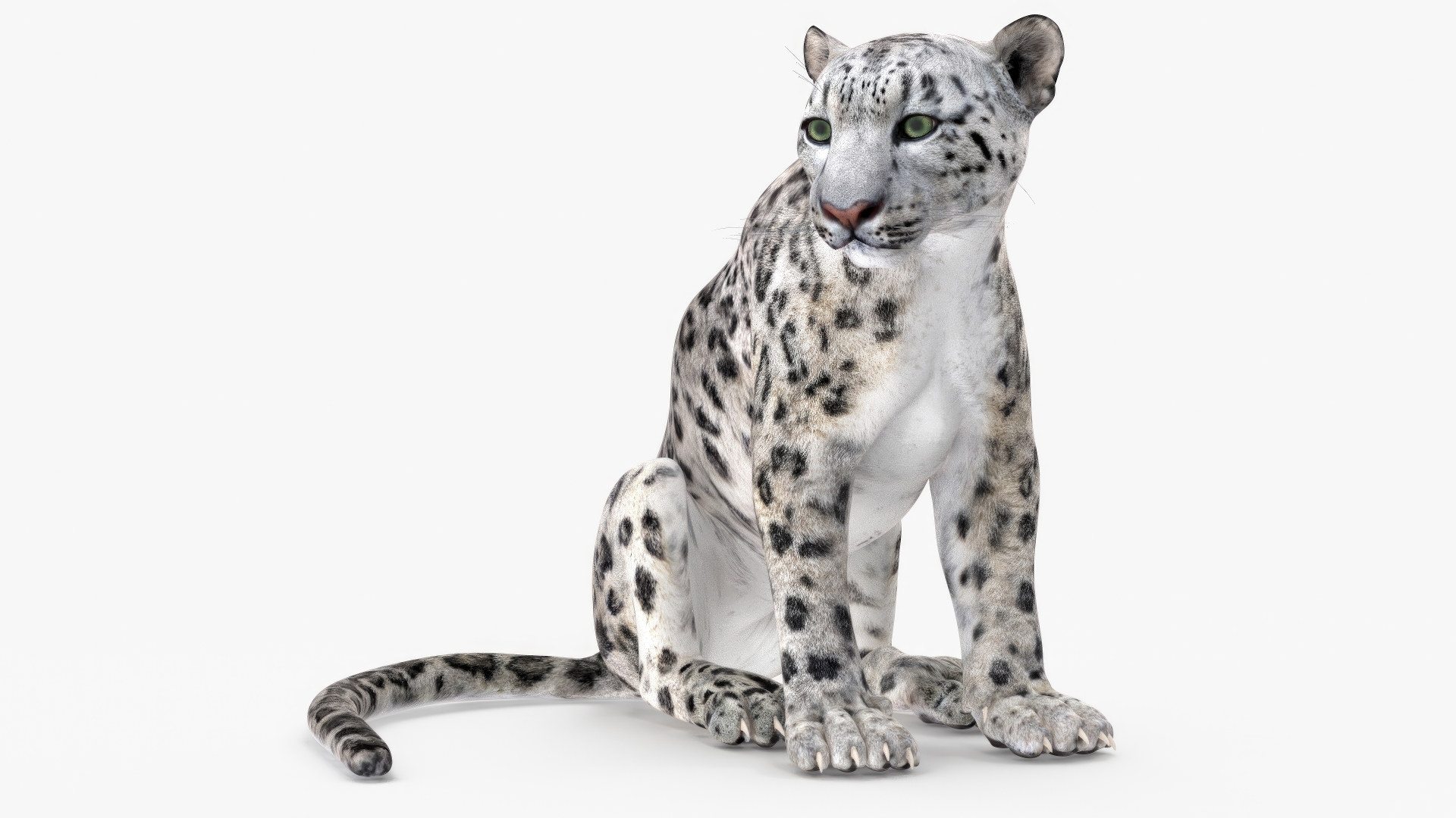 3D Snow Leopard in Sitting Pose model