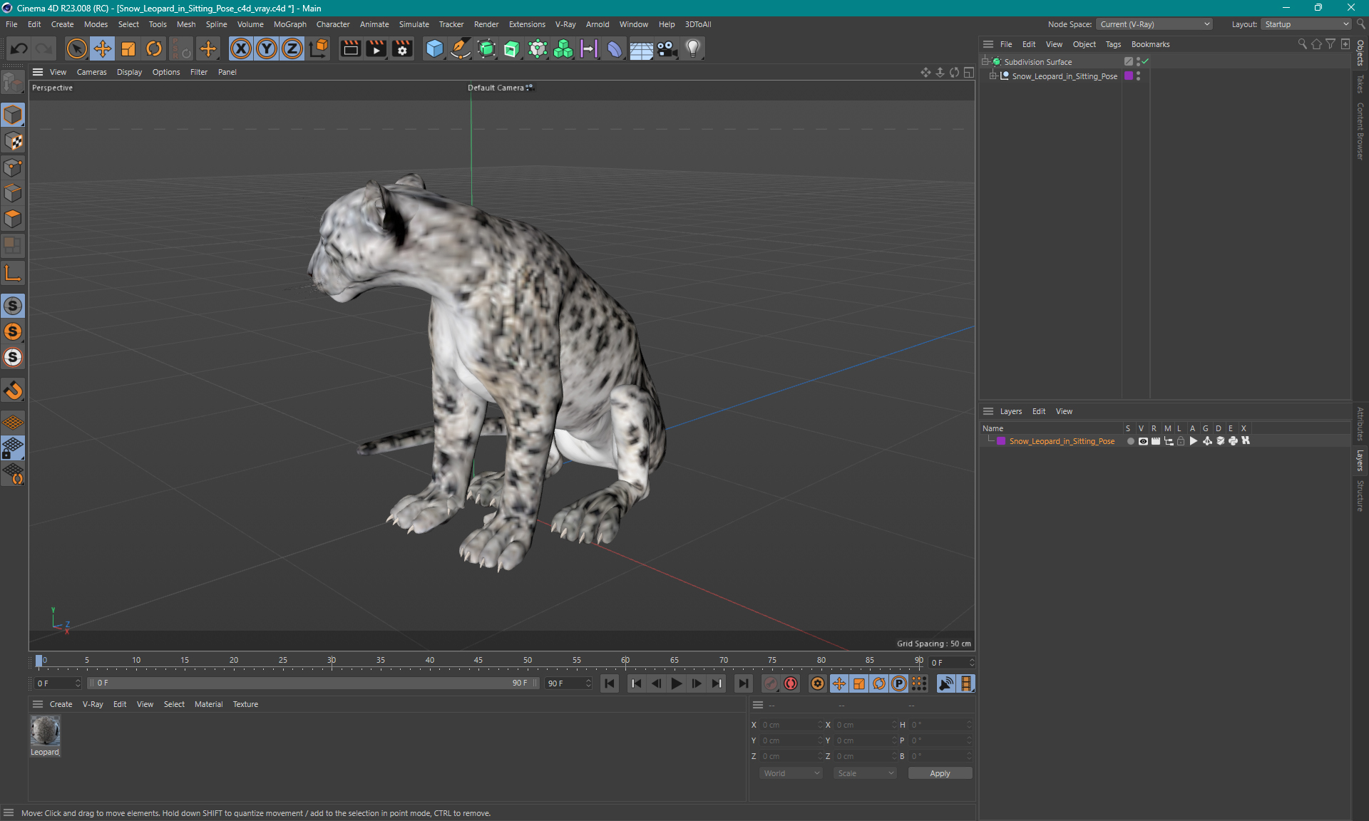 3D Snow Leopard in Sitting Pose model