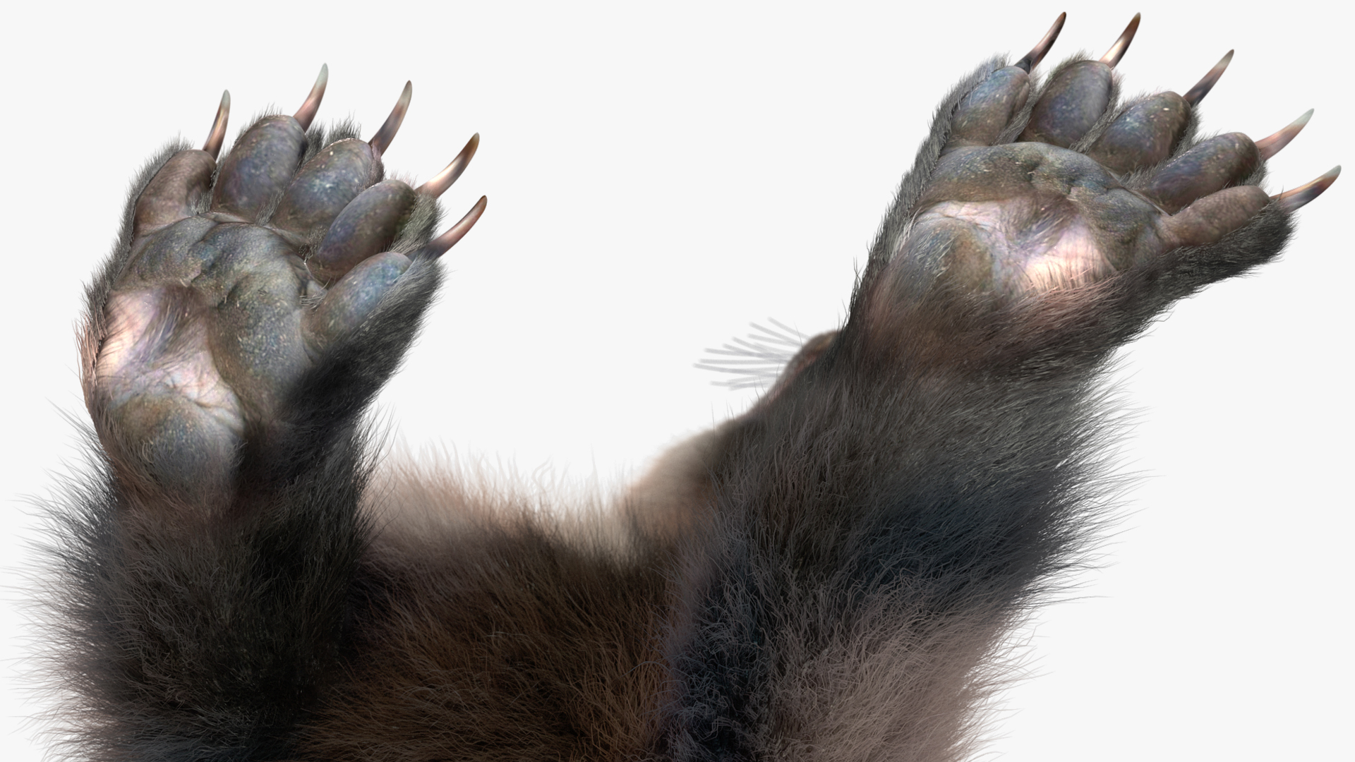 3D Wolverine Light Color Walking Pose Fur model