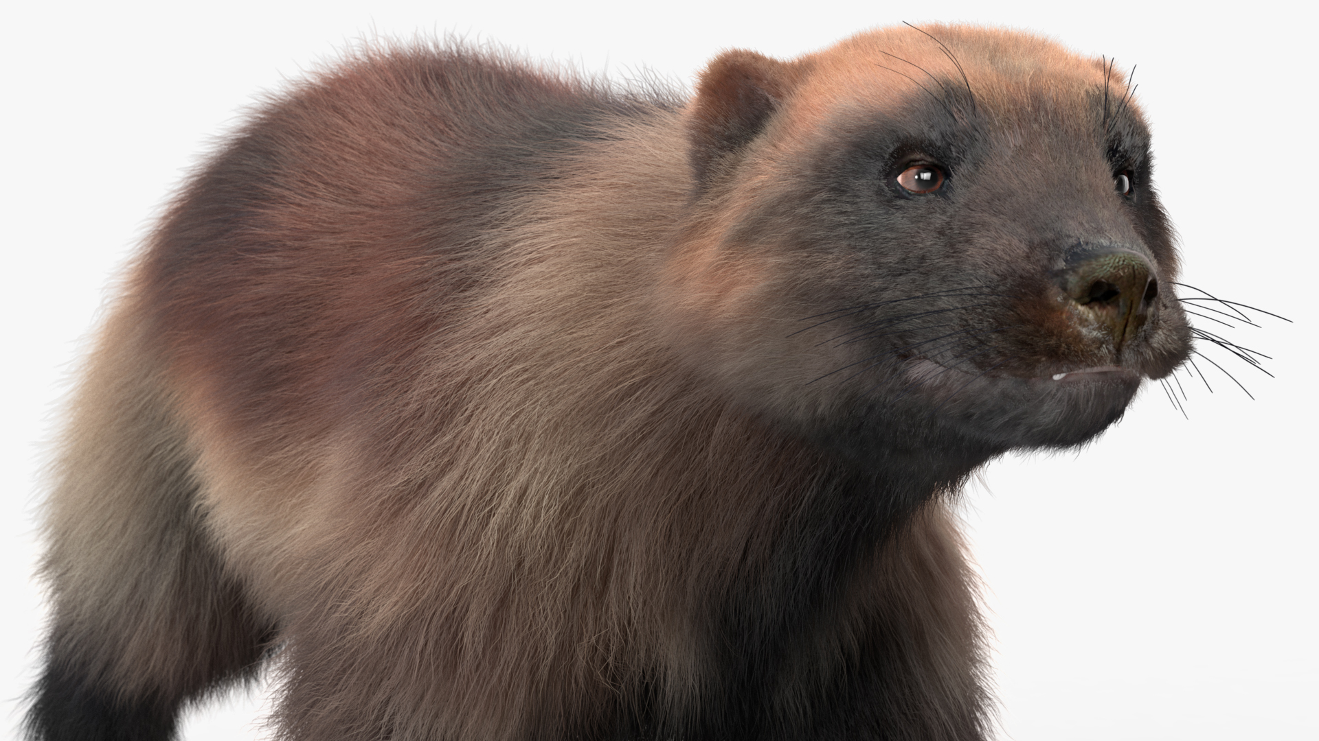 3D Wolverine Light Color Walking Pose Fur model