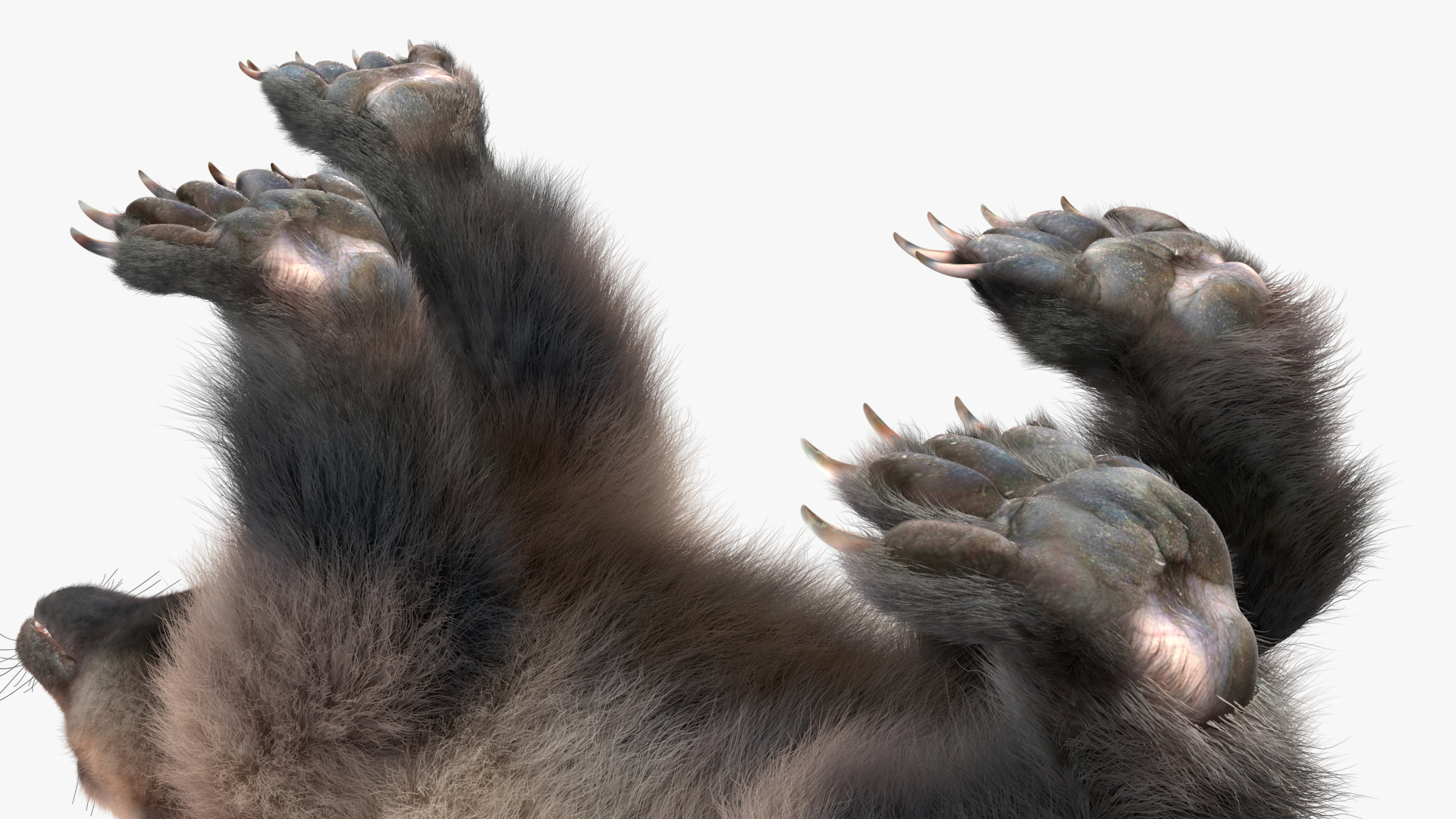 3D Wolverine Light Color Walking Pose Fur model
