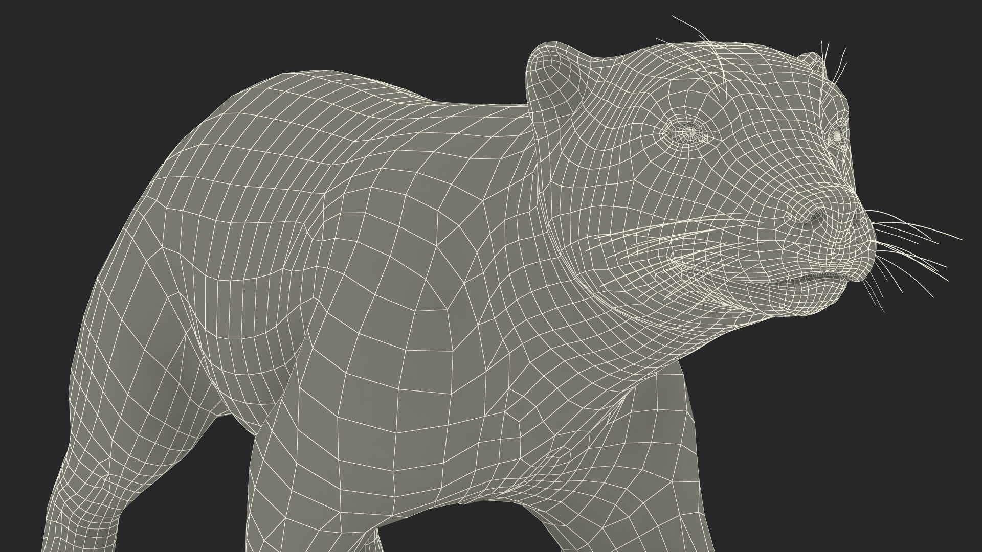 3D Wolverine Light Color Walking Pose Fur model