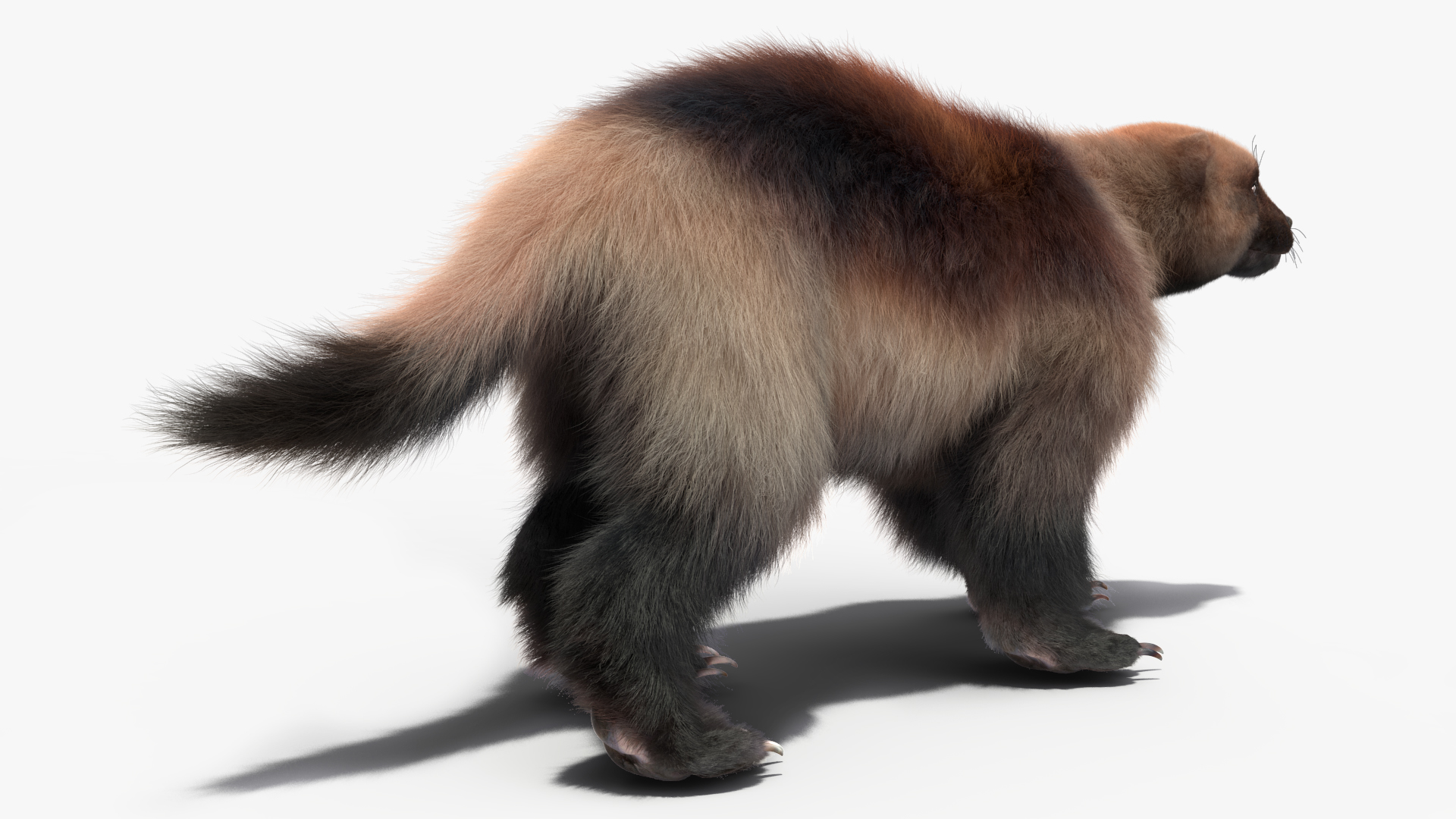 3D Wolverine Light Color Walking Pose Fur model