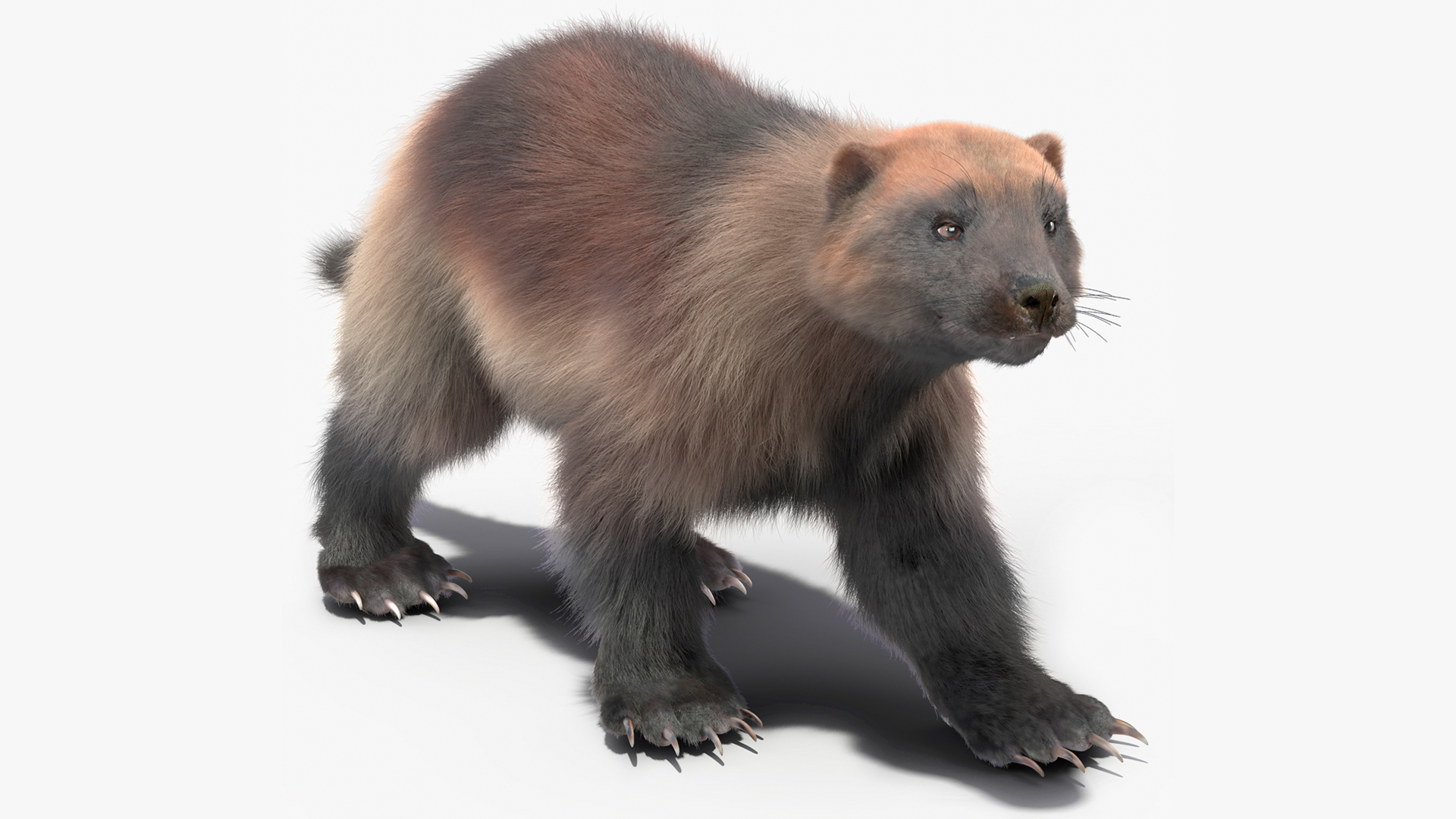 3D Wolverine Light Color Walking Pose Fur model