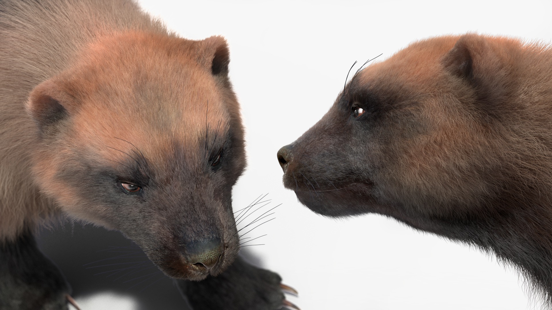 3D Wolverine Light Color Walking Pose Fur model