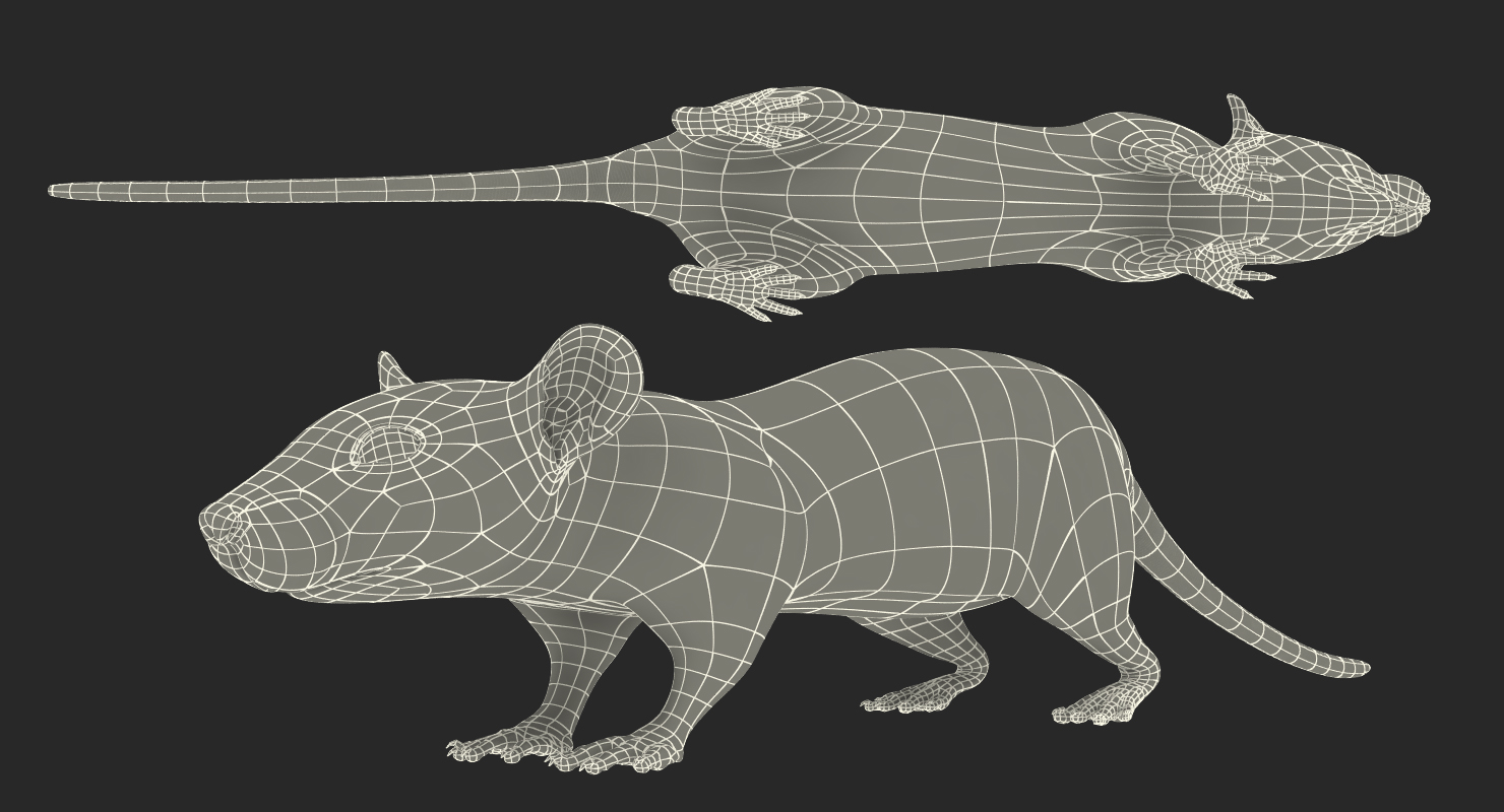 3D model Rat Rigged