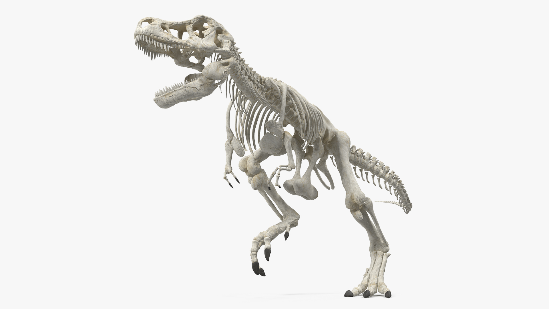 3D Tyrannosaurus Rex Skeleton Rigged model