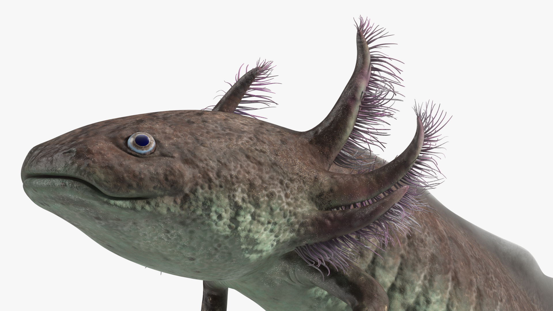 3D Mexican Walking Fish Axolotl model