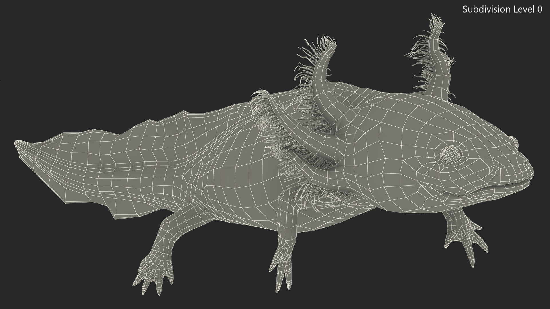 3D Mexican Walking Fish Axolotl model