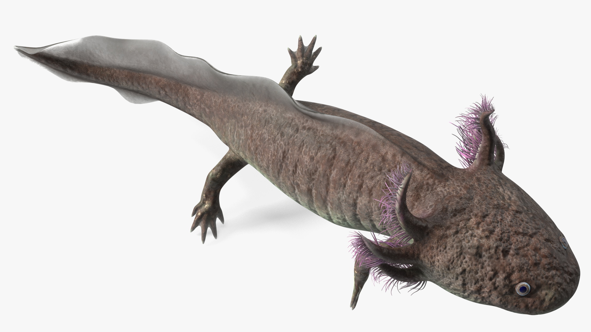 3D Mexican Walking Fish Axolotl model