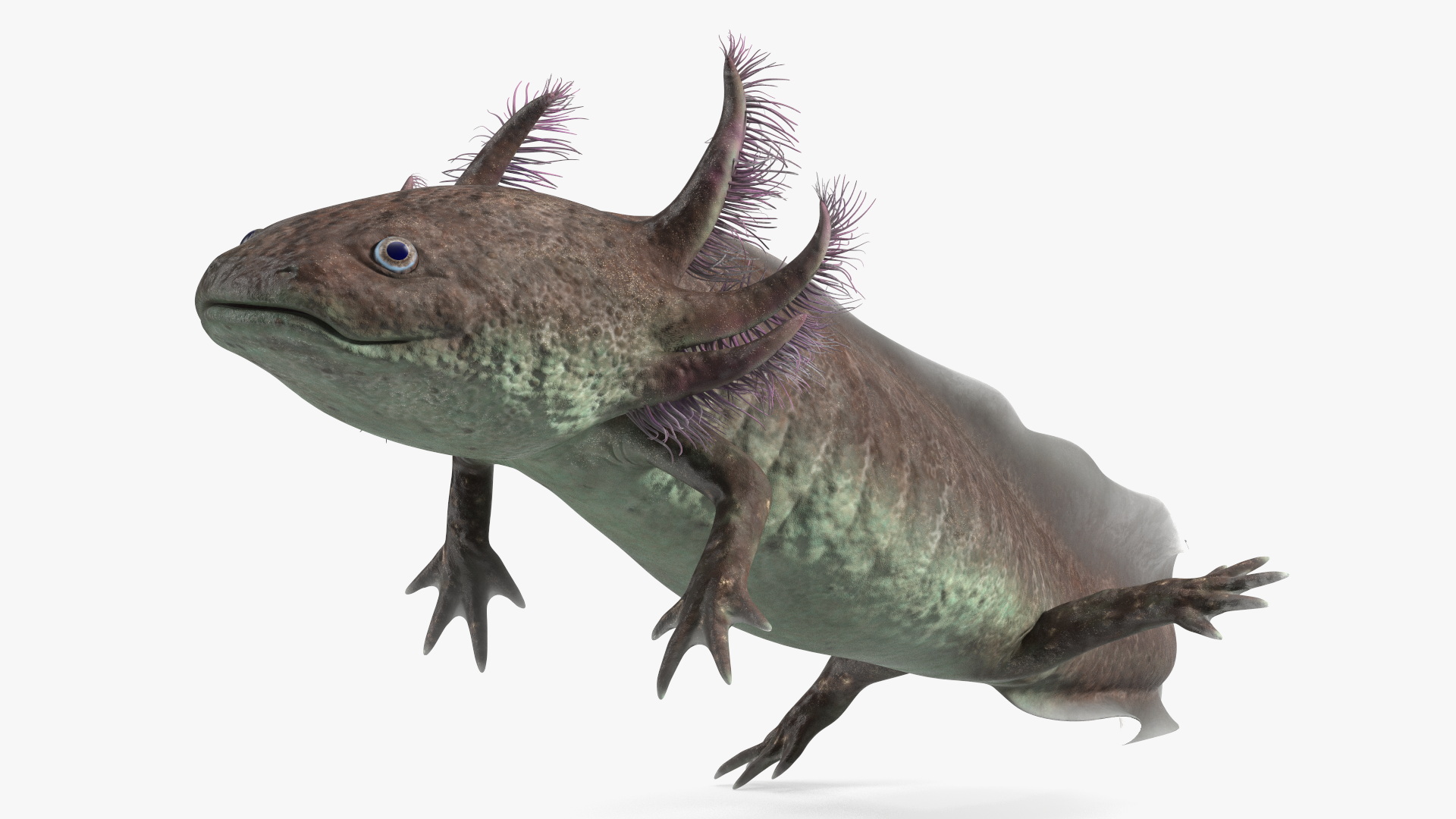 3D Mexican Walking Fish Axolotl model