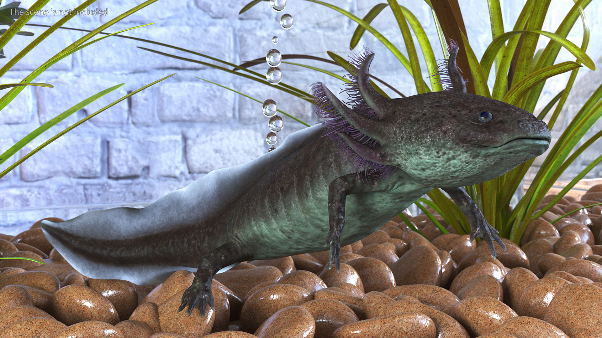 3D Mexican Walking Fish Axolotl model
