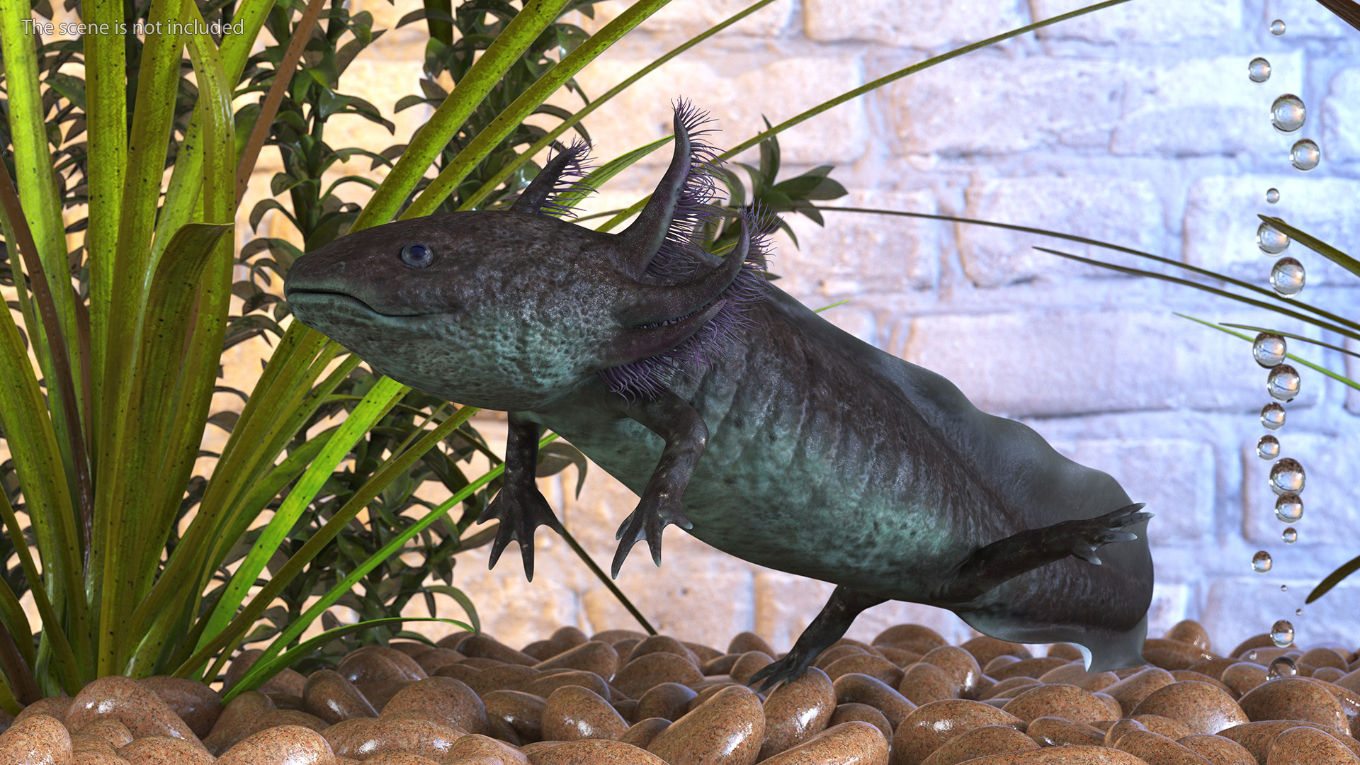 3D Mexican Walking Fish Axolotl model
