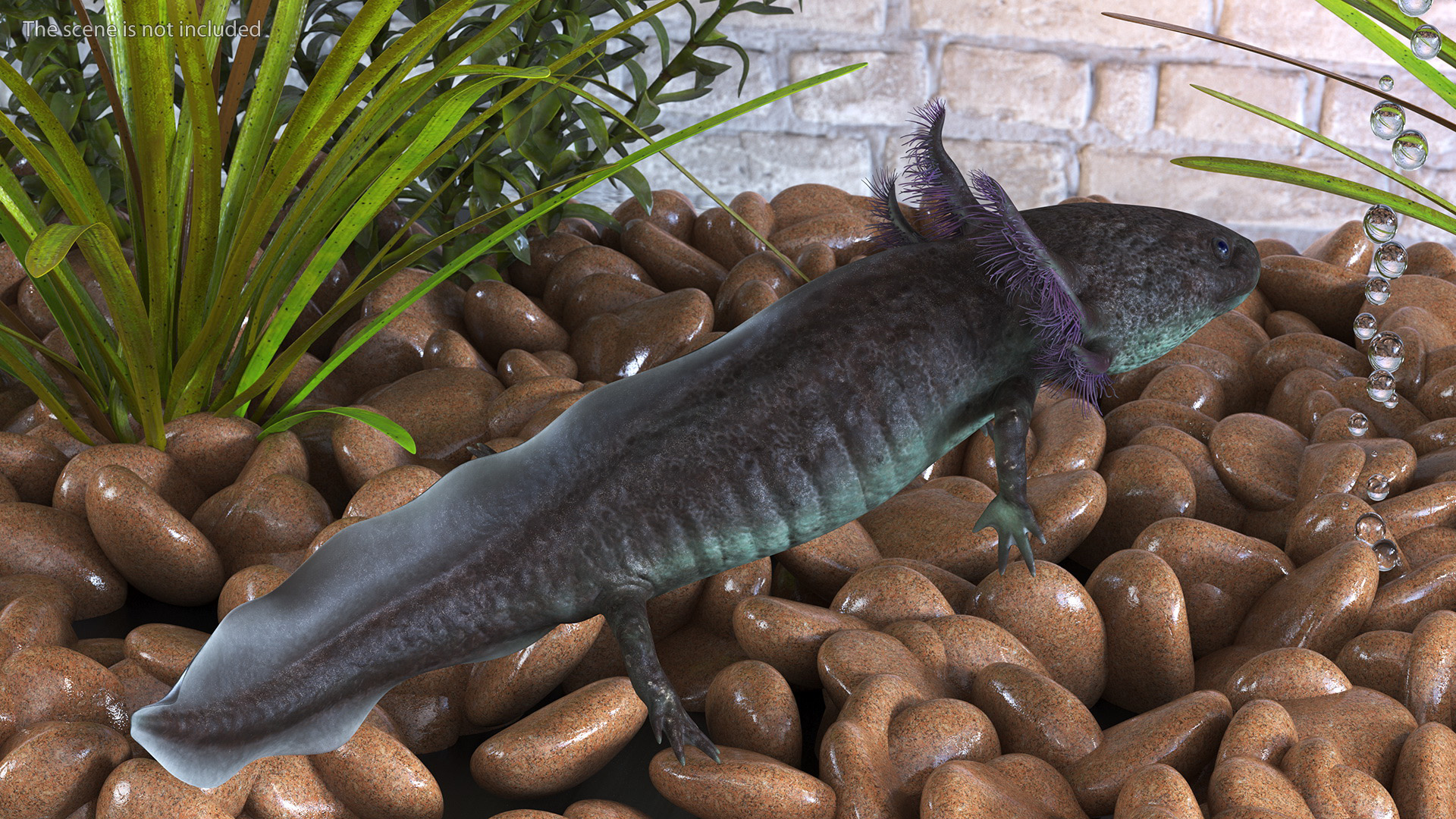 3D Mexican Walking Fish Axolotl model