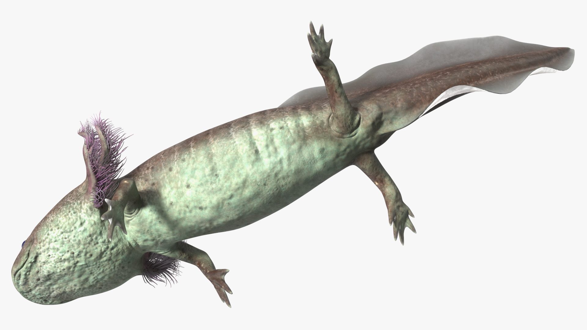 3D Mexican Walking Fish Axolotl model