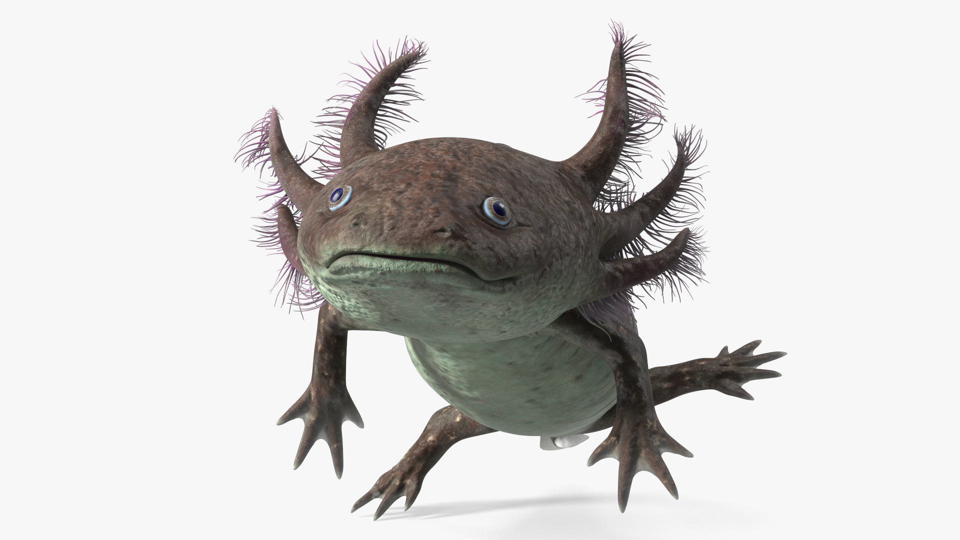3D Mexican Walking Fish Axolotl model