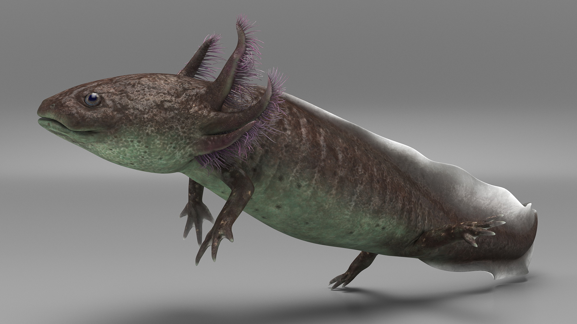 3D Mexican Walking Fish Axolotl model